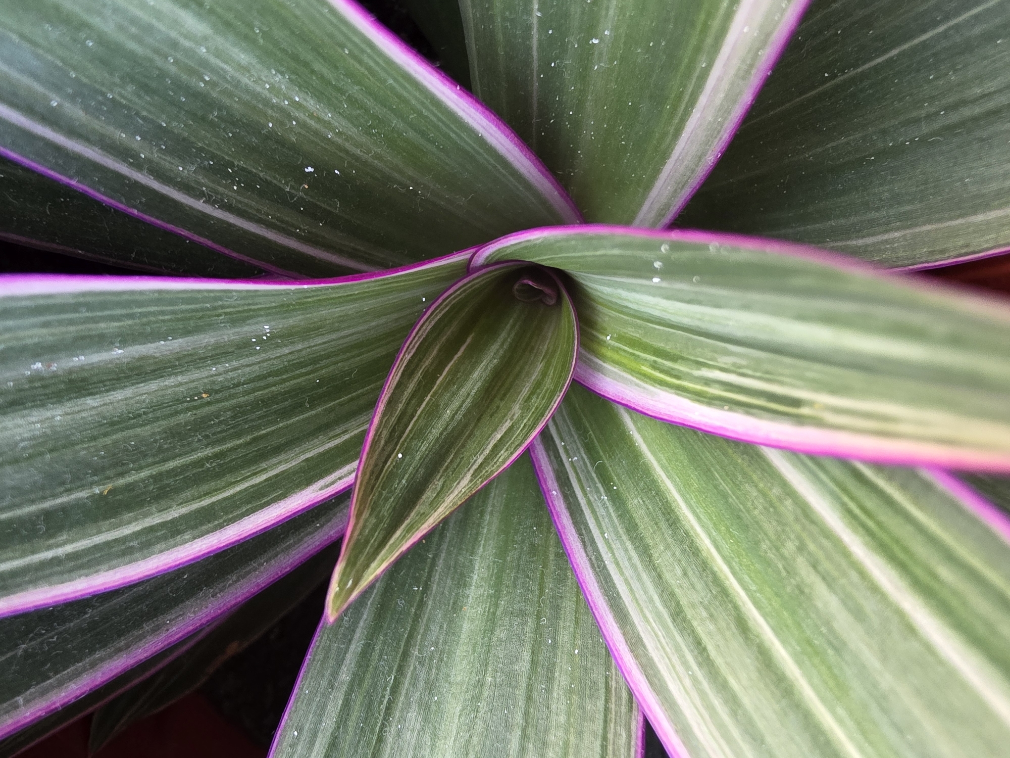A close-up, overhead shot reveals the intricate pattern of a plant's leaves. The leaves are long and lance-shaped, with a base color of deep green. Running down the center of each leaf is a prominent stripe of pale green or white. The edges of the leaves are sharply defined by a vibrant, magenta-pink border. The leaves spiral inwards towards the center of the plant, creating a natural, almost geometric arrangement. The surface of the leaves appears slightly dusty, with a few tiny white specks visible. The lighting is even, highlighting the textures and colors of the foliage. No people, animals, or man-made objects are visible in the frame. The location in Буренка, Russia, is not discernible from the image itself.