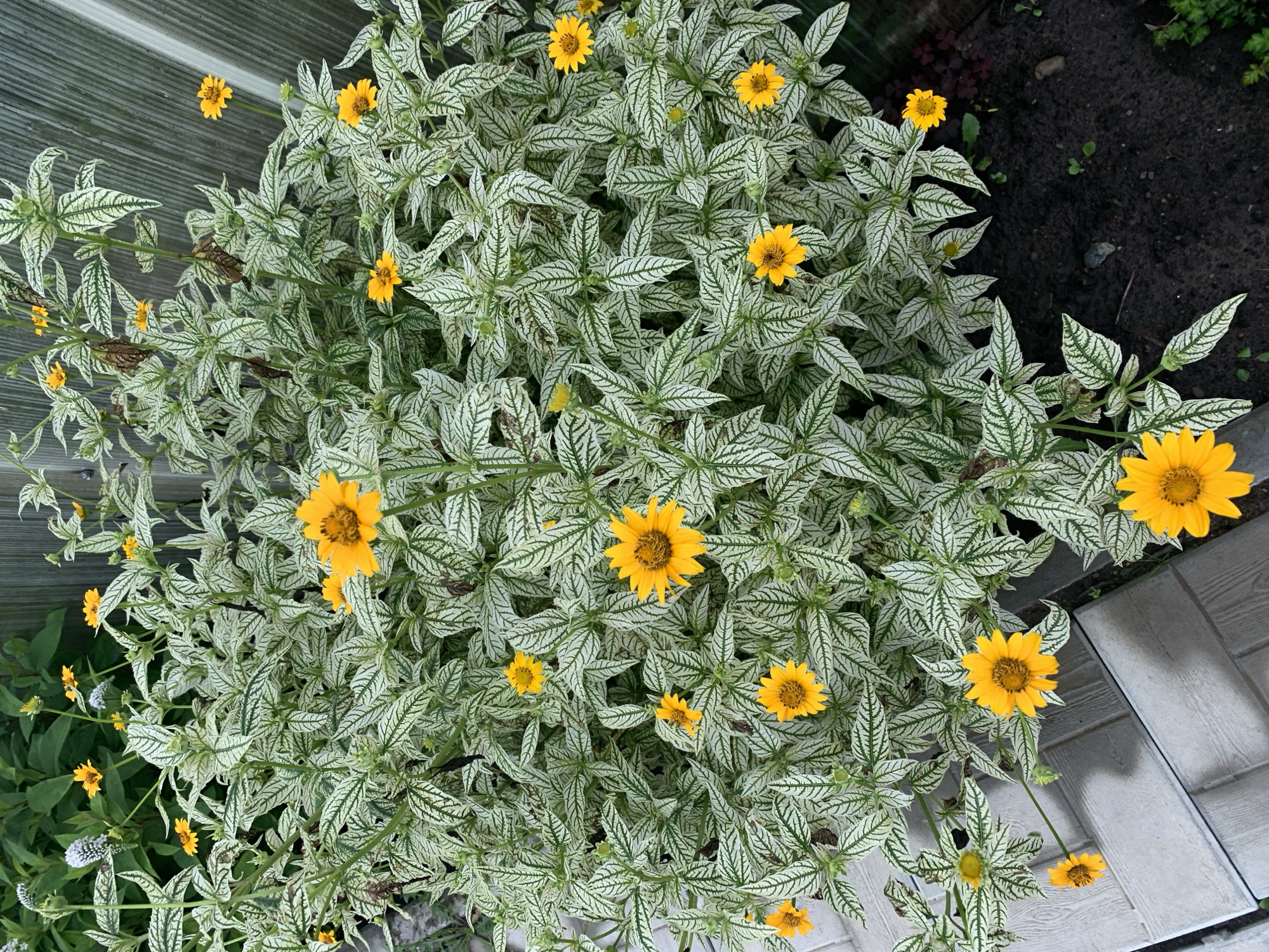 The image depicts a close-up, eye-level shot of a flowering plant with yellow blossoms and variegated leaves, featuring a pattern of white and green. The plant is situated outdoors, with a textured gray surface that appears to be paved or tiled in the foreground, suggesting an urban or garden setting. In the background, a weathered wooden fence or wall is visible. The overall scene is one of natural growth juxtaposed with man-made elements, likely in a yard or public space within the city of Dubnik, Russia. There are no people or animals present in the image. The lighting suggests it is daytime, possibly overcast, with soft shadows.