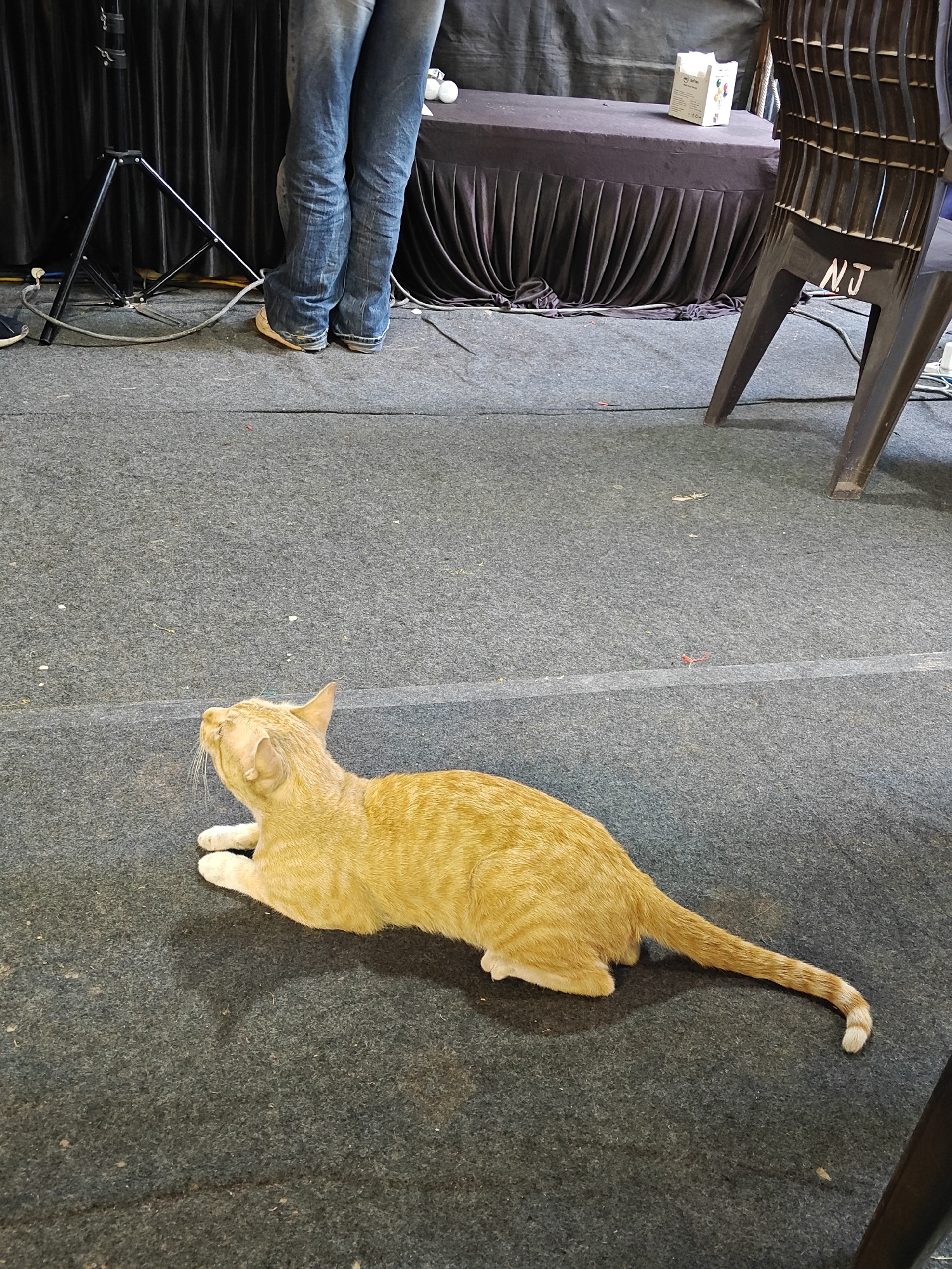 An orange tabby cat with white paws and a tail with white stripes at the end is lying on a gray carpeted floor. The cat is positioned diagonally across the frame, facing towards the upper left corner. In the background, there is a person wearing blue jeans, standing near a black table covered with a draped cloth. Next to the table, there is a black folding chair with the letters "NJ" written on the side. A light stand is visible behind the person in jeans. A small white box sits on the table. The scene appears to be indoors, possibly in a conference or event setting. The city and country are unknown.