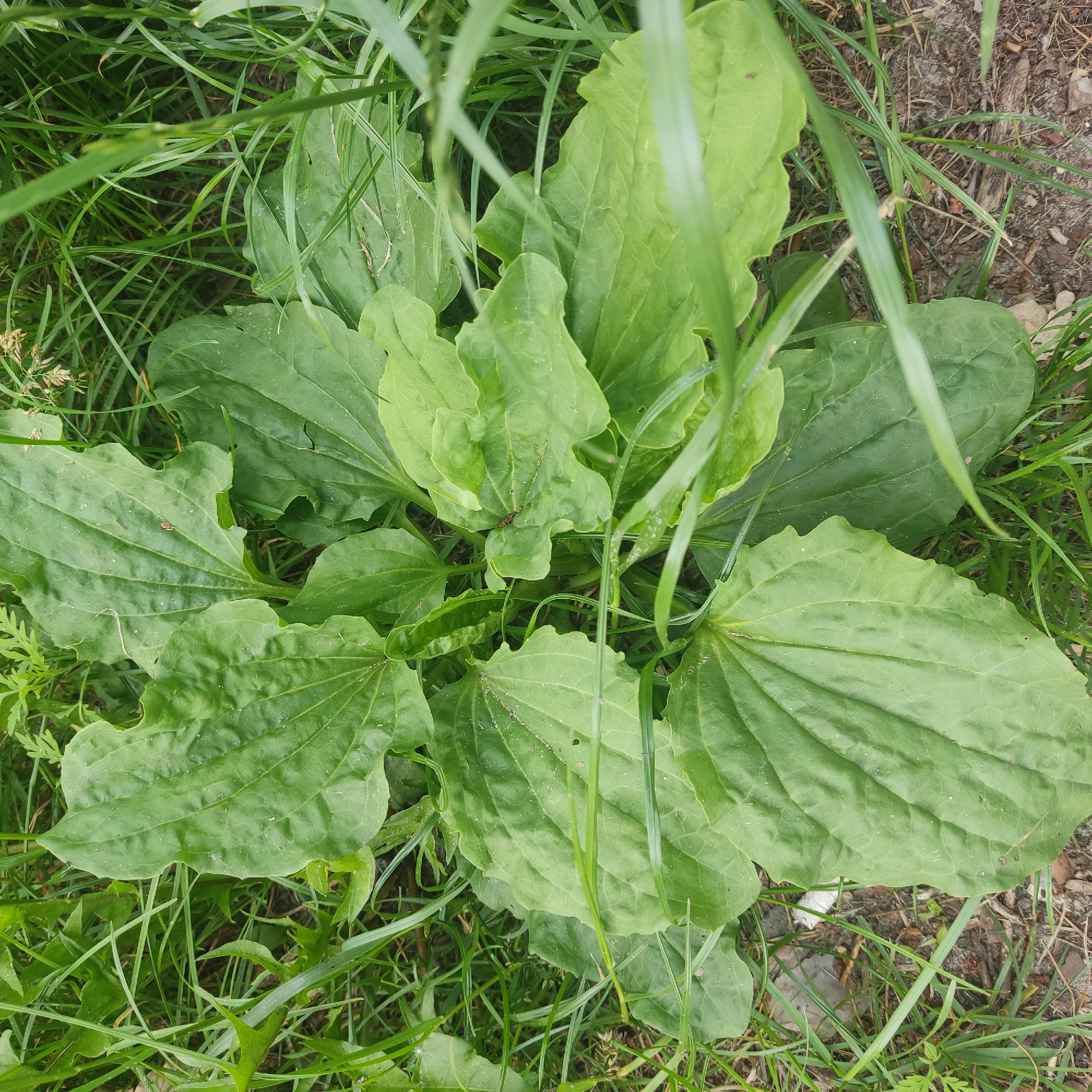 The image is a top-down, medium shot of a plantain plant growing amidst grass and dirt. The plant has several large, oval-shaped leaves with prominent veins and slightly serrated edges, all radiating from a central base. The leaves are a vibrant green and appear slightly damp, with some small white specks, possibly dust or dew, visible on their surfaces. Tall, thin blades of green grass partially obscure some of the leaves, creating a natural, somewhat wild environment. The ground beneath the plant is a mix of dark soil and small pieces of wood or bark, with a few scattered dried leaves. The lighting suggests it is daytime, with soft, diffused light illuminating the scene. There are no people or animals directly visible in the frame, though a small insect, possibly a spider or a tiny beetle, is perched on one of the leaves. The scene is static and appears to be an outdoor, natural setting.