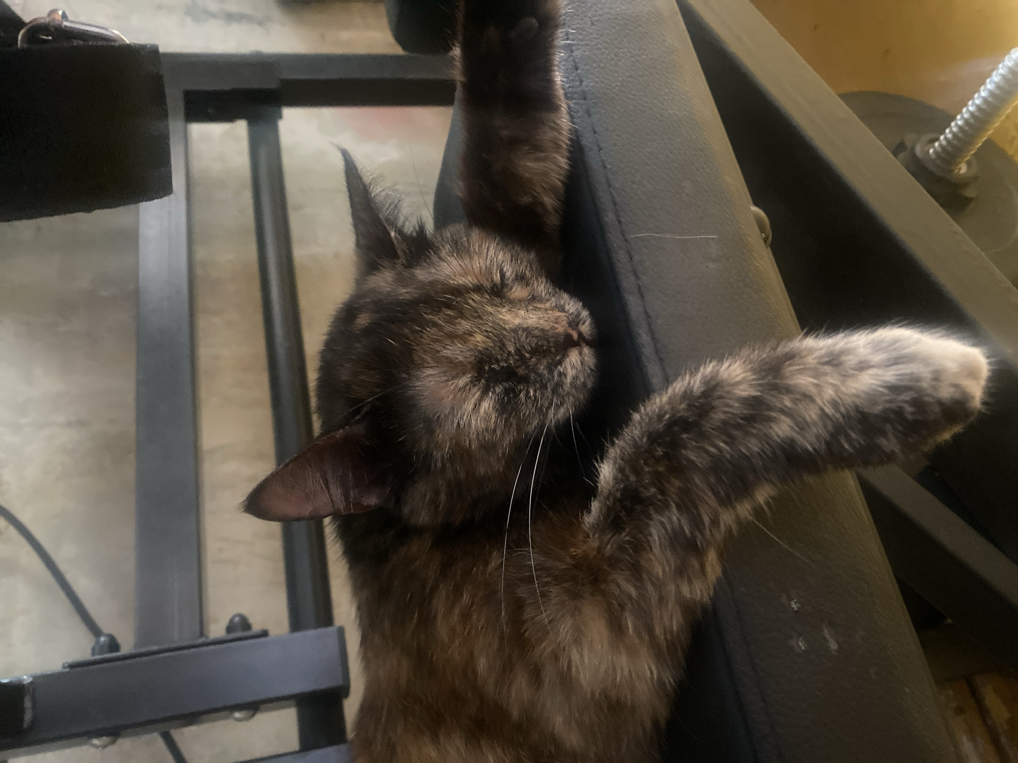 A calico cat is sleeping on a black padded bench. The cat is lying on its side with its eyes closed and its front paws extended. The bench appears to be part of a piece of exercise equipment, possibly a weight bench, judging by the metal frame and weights visible in the background. The environment appears to be indoors, with a concrete wall and possibly a wooden floor visible. There is no information available about the city of Samara, Russia, in this image.