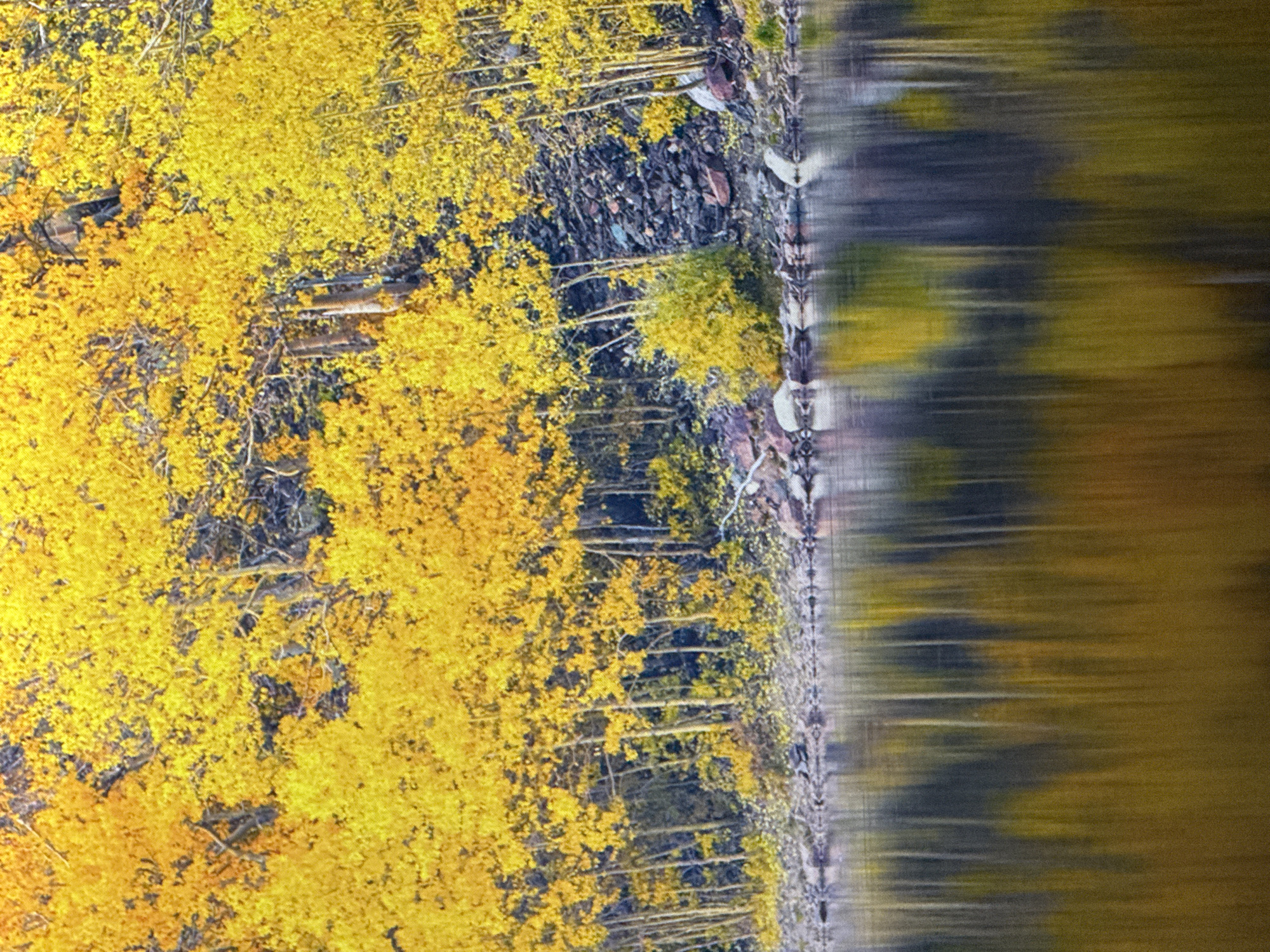 The image depicts a scenic view of a body of water reflecting an autumn forest in vibrant yellow hues. The trees are dense and line the shore, with their leaves creating a striking display of color. The water's surface is calm, mirroring the foliage and creating a sense of depth and tranquility. The scene is one of natural beauty, characteristic of an outdoor environment during the fall season. There are no people or man-made structures immediately visible.