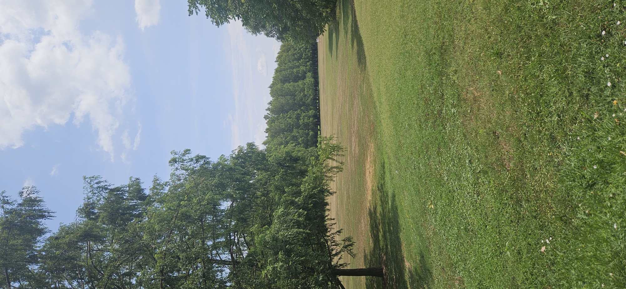 This is a vertical, full-shot, outdoor photograph taken on a sunny day in Hévíz, Hungary. The foreground is dominated by a large, grassy lawn with a few scattered small white flowers. To the left, a large tree with lush green foliage extends from the left edge of the frame into the upper left quadrant, casting a shadow on the grass. Beyond the immediate lawn, the terrain slopes gently upwards towards a line of dense, green trees that form a backdrop across the middle of the image. The sky above is a clear blue with scattered white clouds. The overall scene depicts a park or open green space.