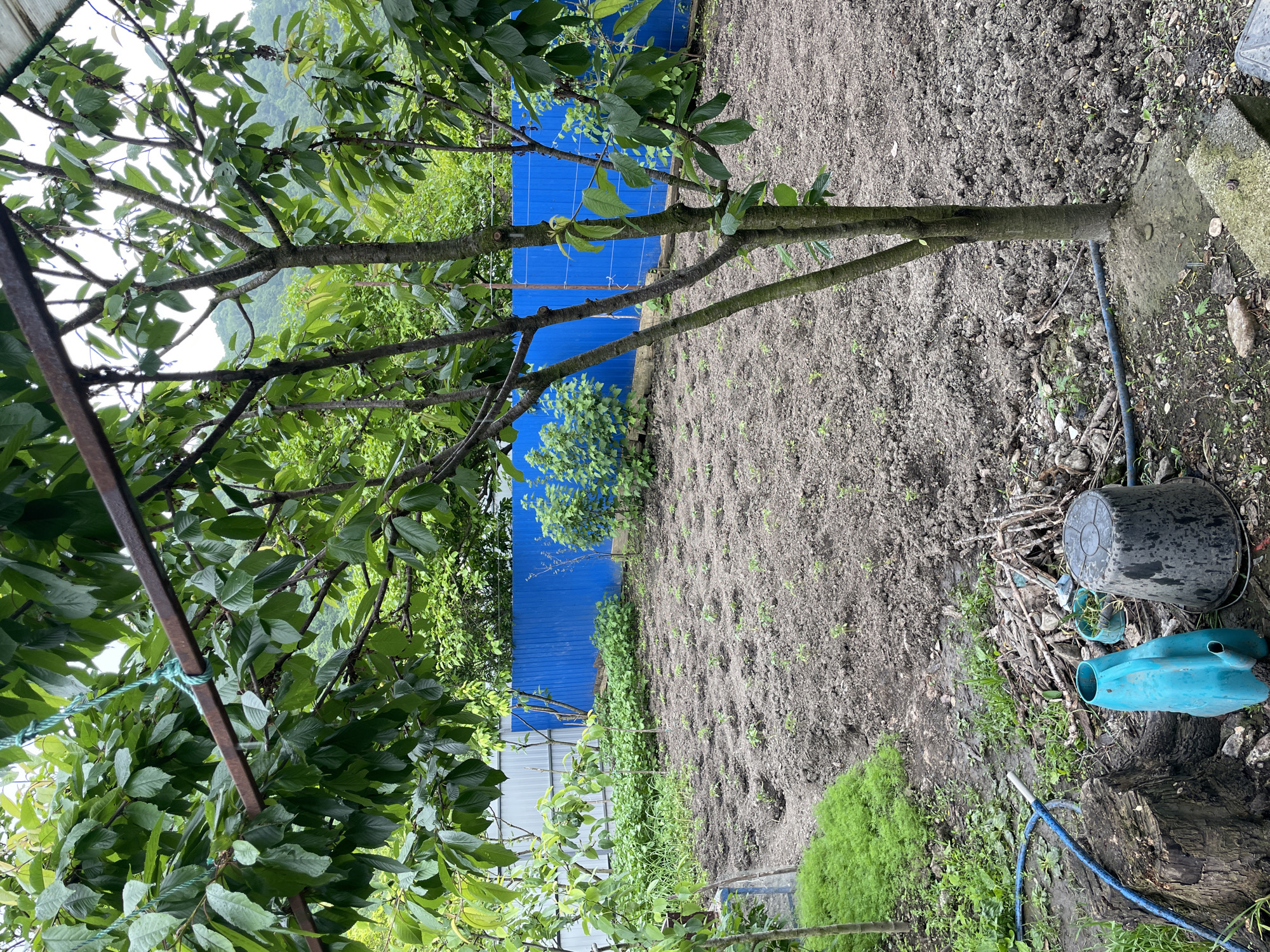 The image shows a garden in Olginka, Russia. A young tree with green leaves stands in the center of the frame. The garden is prepared for planting, with rows visible in the soil. A blue fence runs along the background. A metal structure is visible on the left side. A black bucket and a blue watering can are on the ground to the right. Other plants and greenery surround the cultivated area.