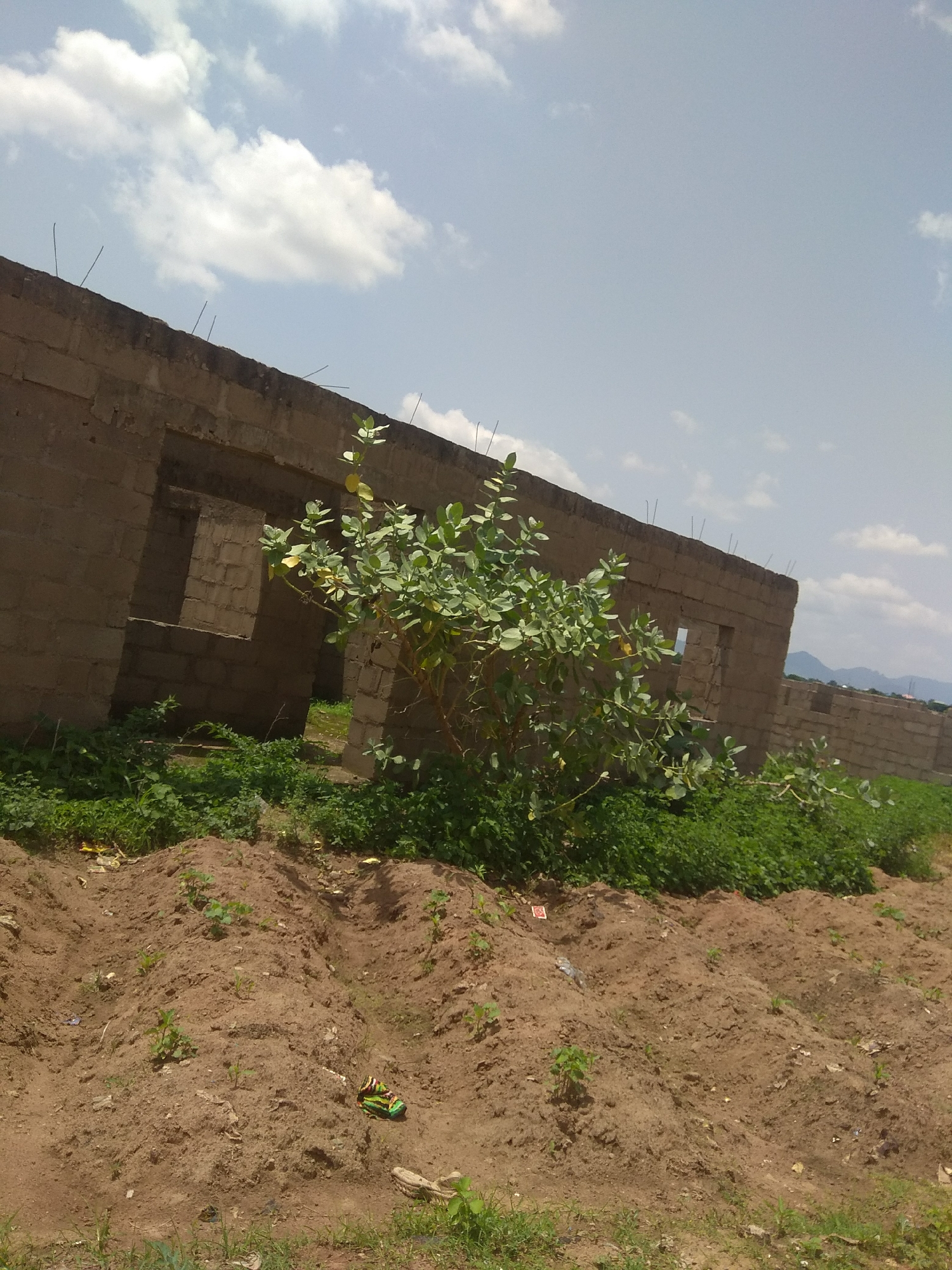 This media file depicts an outdoor scene in Jalingo, Nigeria, under a partly cloudy sky. The primary subjects are the partially constructed walls of a building, made of light brown cinder blocks. These walls appear to be the foundation of a house or other structure, with open doorways and windows visible. A lush green bush with light green leaves and some yellowing foliage grows prominently in front of and within the structure, suggesting an abandoned or unfinished construction site where nature is reclaiming the space. The foreground is characterized by a mound of reddish-brown soil, with sparse green vegetation growing from it. There are some small, scattered objects on the soil, including a colorful wrapper and what appears to be a discarded white object. The overall impression is one of a construction site in a developing area, possibly in the process of being overgrown. The lighting suggests it is daytime, likely morning or afternoon, with the sun casting some shadows. The weather appears to be fair, with a mix of sun and clouds. No people are visible in the image.