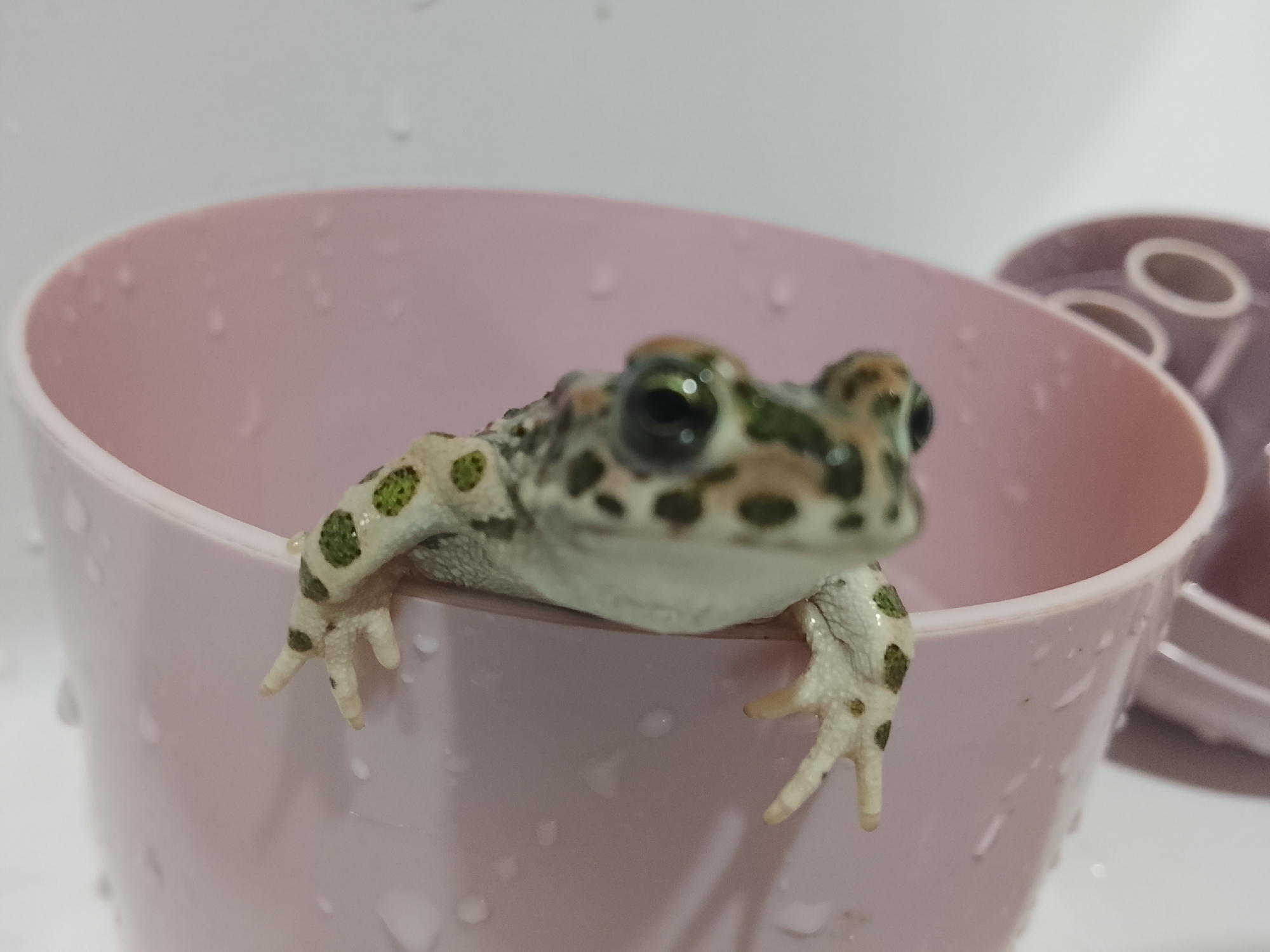 A close-up, low-angle shot shows a small, speckled frog perched on the rim of a pale pink plastic cup. The frog's skin is white with irregular green and brown spots. Its large, dark eyes are directed towards the viewer. The frog's front limbs are visible, with its delicate toes gripping the edge of the cup. The cup's surface is wet, with several water droplets clinging to it. The background is a plain white, slightly out of focus, with a portion of another purple plastic object visible to the right. This image does not depict a location in the city of Кочержинский, Russia.
