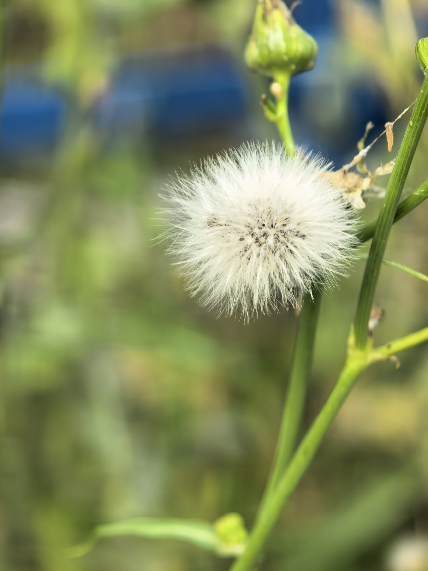 A close-up, shallow depth-of-field photograph captures a fluffy white seed head of a plant, possibly a dandelion or a similar species, on a thin green stem. The seed head is the primary subject, appearing delicate and airy with numerous fine filaments. The background is blurred, with shades of green and some out-of-focus blue, suggesting an outdoor natural setting. Several green buds or developing seed heads are visible higher up on the stem and to the left. The lighting is soft and natural. No people or urban elements are present, so it's not possible to determine a specific location within Sterlitamak, Russia.