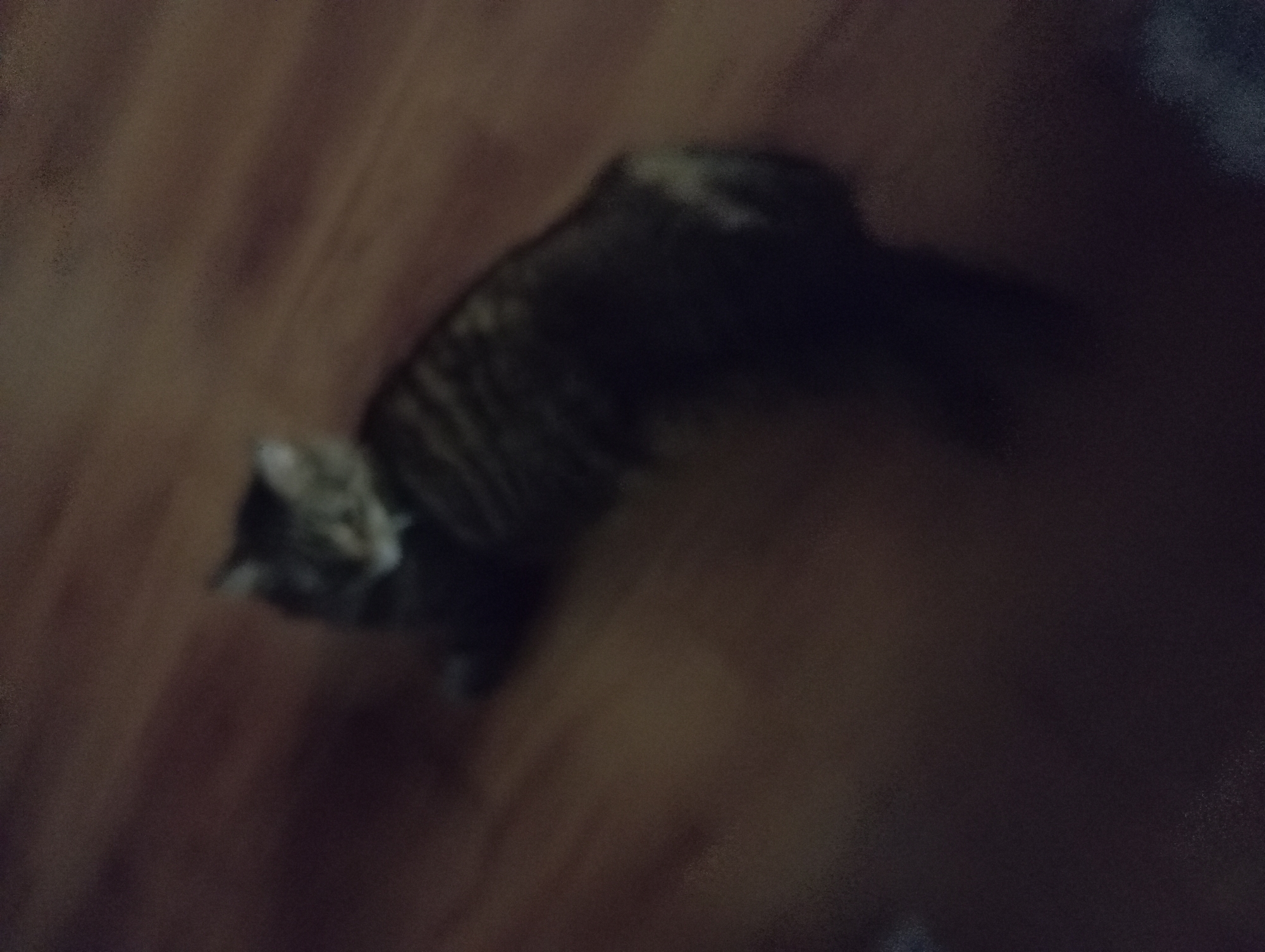 A cat is lying on a wooden floor. The cat is a tabby with dark stripes and a lighter underside. The cat is lying on its side with its head turned towards the camera. The floor is made of dark wood planks. The image is blurry and low-resolution. There is no visible information that would indicate the location in the city of Aktau, Kazakhstan.