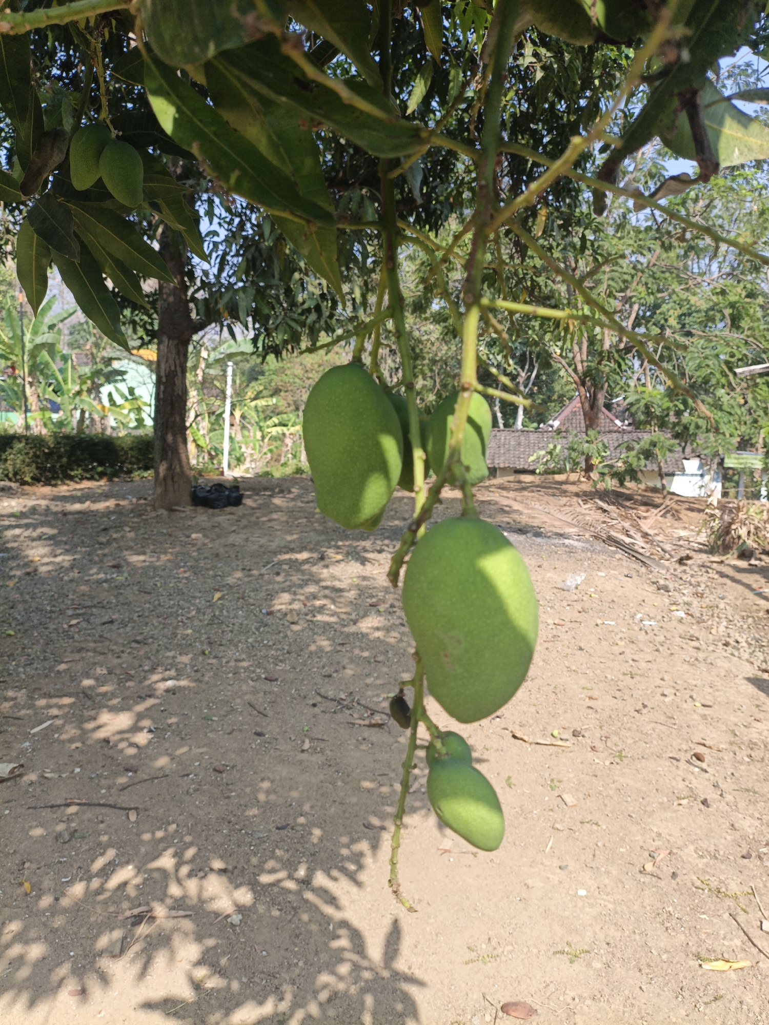 The image shows a mango tree with several unripe green mangoes hanging from its branches. The tree is situated outdoors on a dirt and gravel ground. In the background, there are other trees, some vegetation, and what appears to be a building with a tiled roof. The scene is lit by sunlight, casting shadows on the ground. The location is identified as Pare, Indonesia. There are no people or animals visible in the image. The focus is on the mangoes and the natural environment.