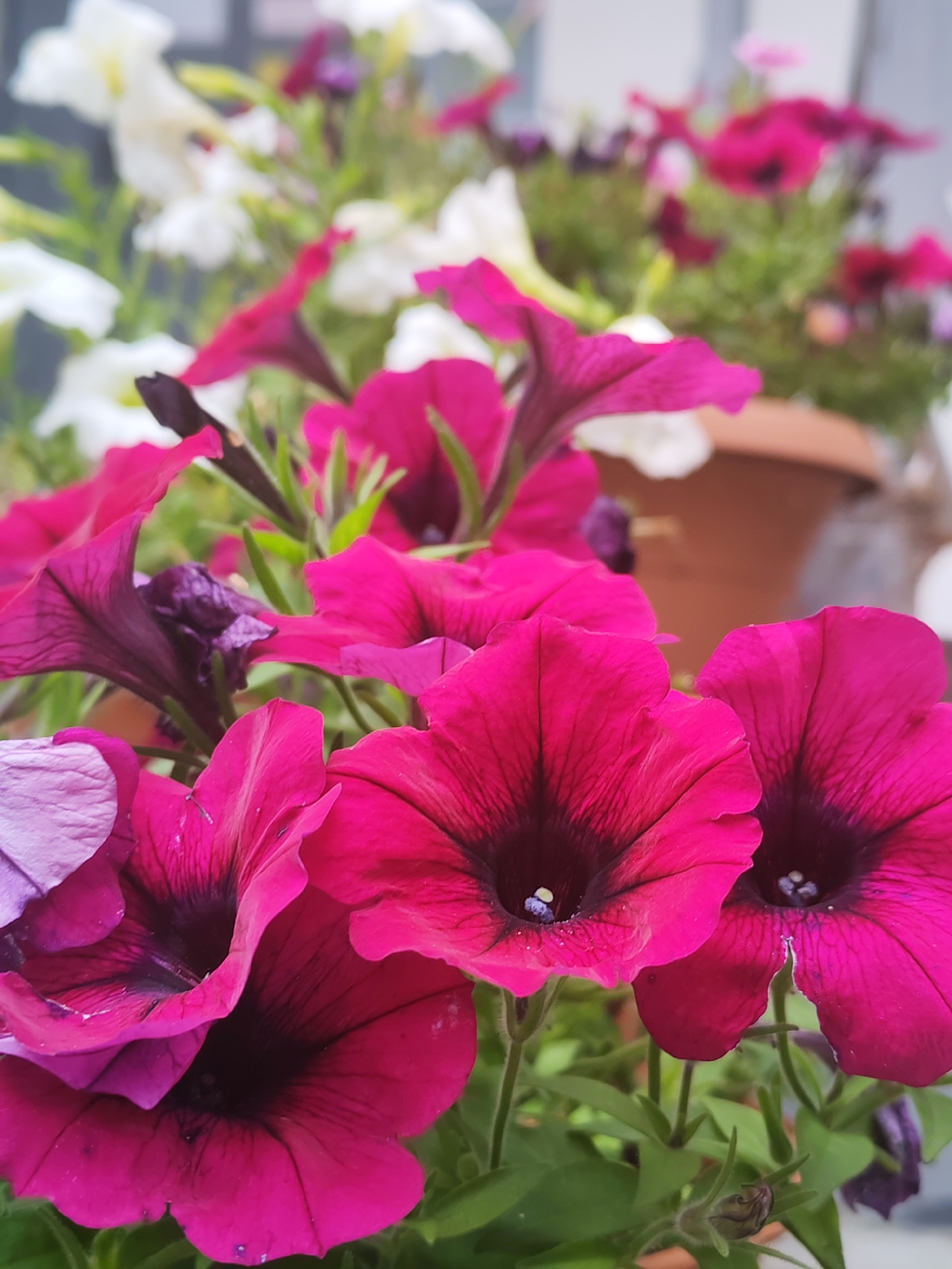 In Chaikovsky, Russia, a close-up shot captures a vibrant display of petunias. Several large, magenta petunia flowers dominate the foreground, their trumpet-shaped blooms exhibiting deep purple centers and delicate, almost velvety petals. The intricate veining on the petals is clearly visible, adding texture to the rich color. To the left, a few lighter purple and pale pink petunias offer a softer contrast. Behind these, out-of-focus white and darker pink petunias create a blurred backdrop, hinting at a larger garden or planter. A terracotta pot is partially visible in the upper right portion of the image, and hints of green foliage and a closed bud suggest ongoing growth. The overall impression is one of lush floral abundance and natural beauty within an urban setting.