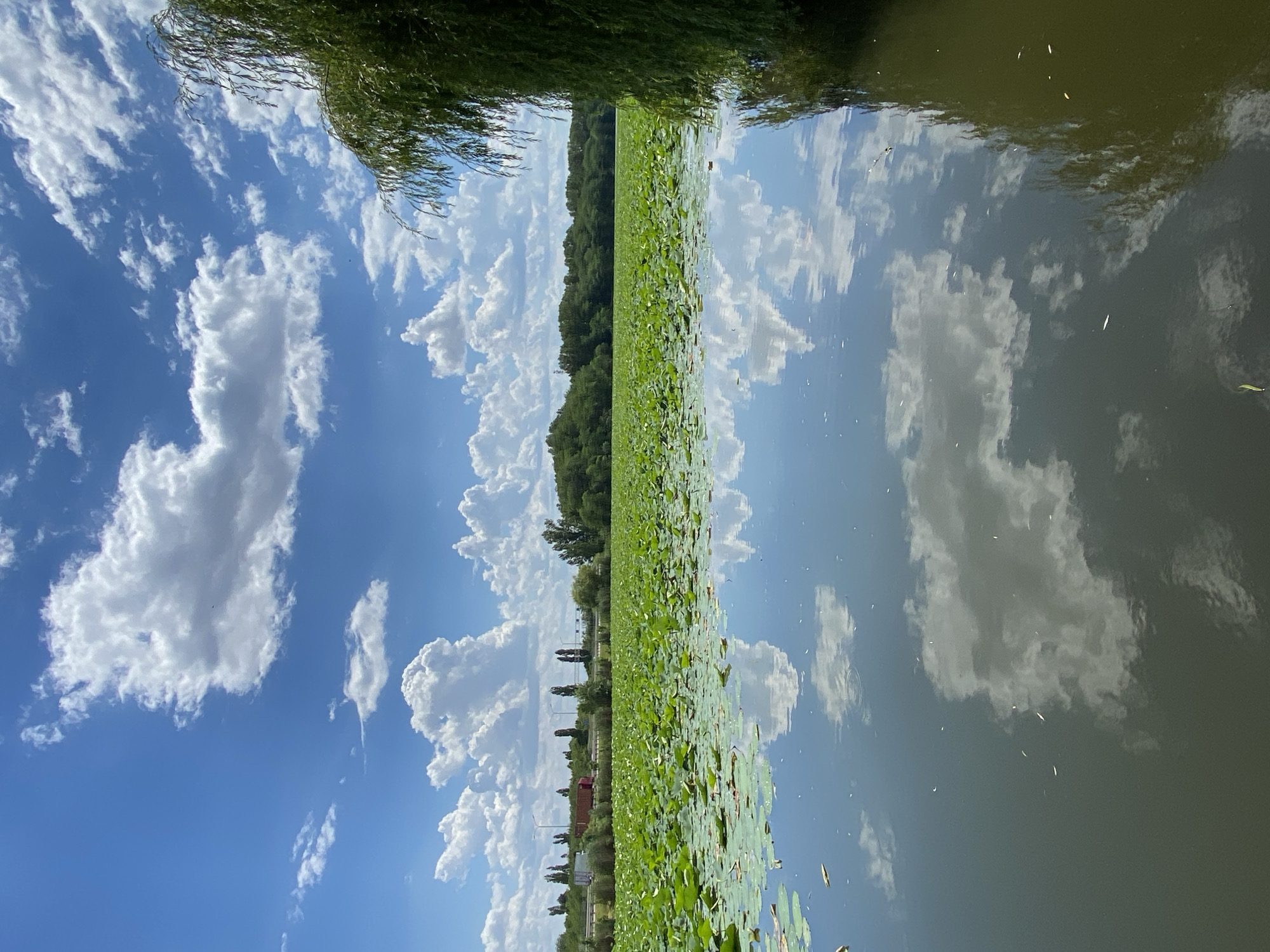 This vertical, wide-angle photograph captures a serene natural scene on a body of water. The dominant subjects are the sky, a dense line of trees along the distant shore, and a vast carpet of green lily pads floating on the water's surface. The sky is a vibrant blue, dotted with numerous fluffy, white cumulus clouds, some of which are reflected in the still water below. The water itself is a dark, greenish-brown and shows a clear reflection of the sky and the trees.
A thick band of lush green trees forms a natural barrier along the horizon, suggesting a wooded area or forest. There are some structures visible in the distance, peeking through the trees, including what appears to be a red-tiled roof and some utility poles or thin towers. A thin line of reeds or tall grasses fringes the immediate foreground on the left side of the image, adding a touch of texture. The overall impression is one of tranquility and natural beauty, with the calm water and bright sky suggesting a pleasant, clear day. The reflection in the water is a significant feature, almost mirroring the sky and the distant treeline. There is no visible text in the image. The time of day appears to be midday or early afternoon, given the brightness of the sky and the clarity of the reflections. The setting is a calm body of water surrounded by greenery, likely a lake or a slow-moving river.