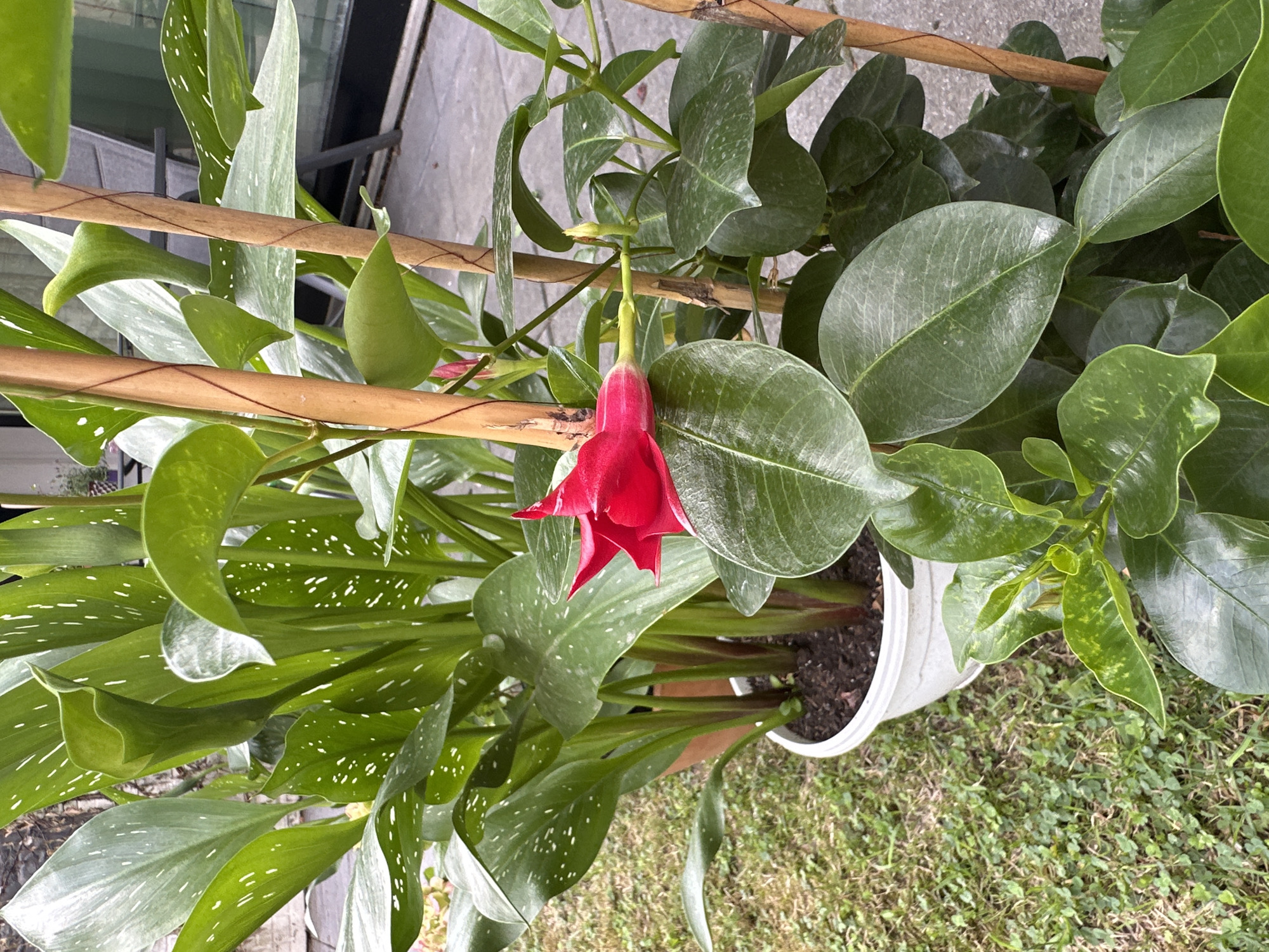 A potted red-flowering vine with large green leaves is shown outdoors, supported by wooden stakes. The vine is in bloom with a prominent red flower. In the background, a larger plant with broad green leaves speckled with white dots is visible, also in a pot. The scene appears to be on a paved patio adjacent to a grassy area. The overall impression is of a garden setting, likely in a residential area. The image does not contain any identifying features that would allow for specific location in Krefeld, Germany.