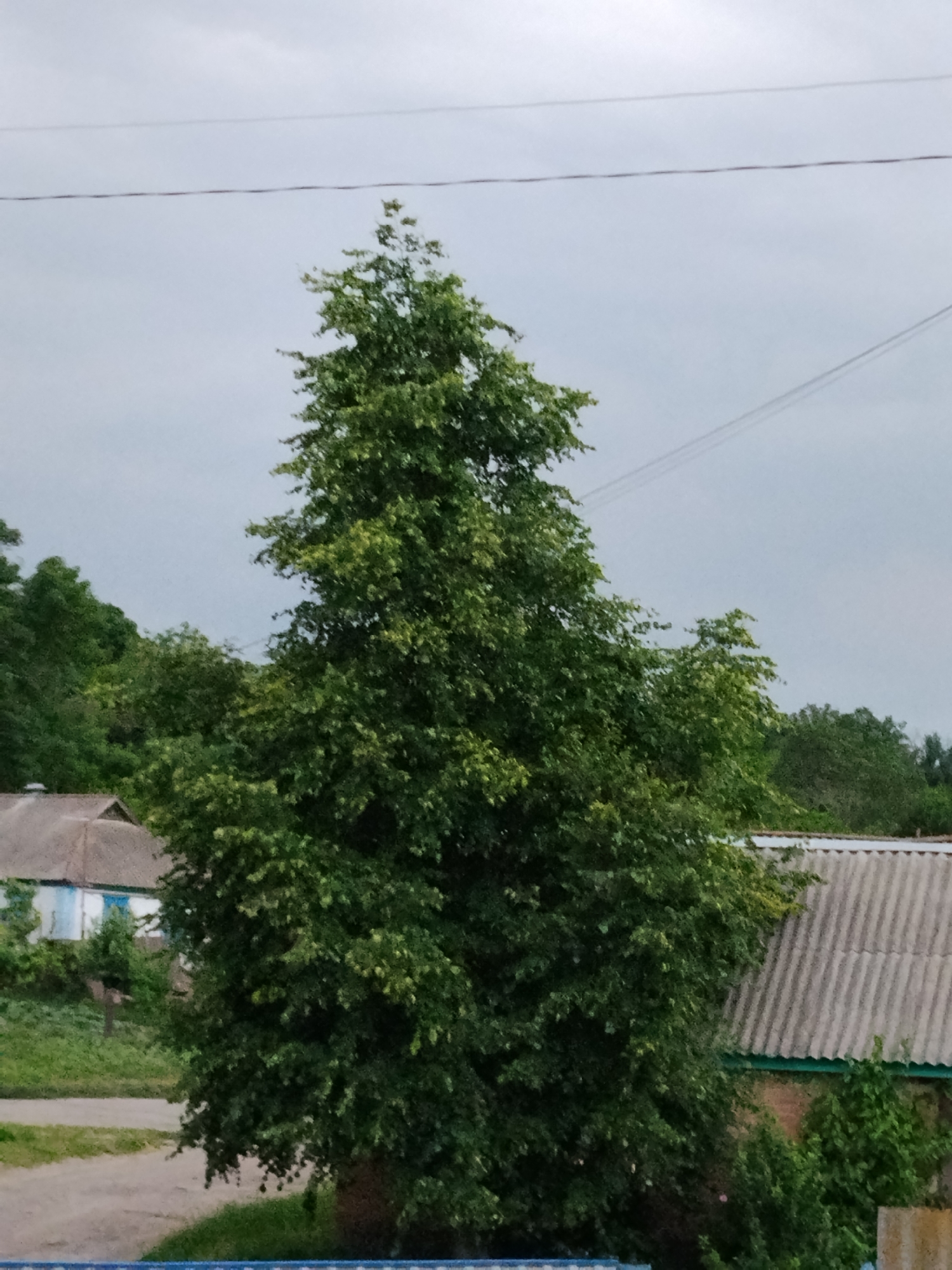 This is an outdoor, eye-level shot taken in the village of Ustyvytsia, Ukraine. The image is dominated by a large, leafy green tree in the center, its branches spreading widely. In the background, to the left, a small, light-colored house with blue-trimmed windows is visible, nestled among greenery. To the right, another building with a corrugated, grey roof and a green trim is partially obscured by the tree and more foliage. Power lines stretch across the overcast, grey sky above. The ground in the foreground consists of a dirt path and grass. The overall scene suggests a rural or semi-rural residential area.