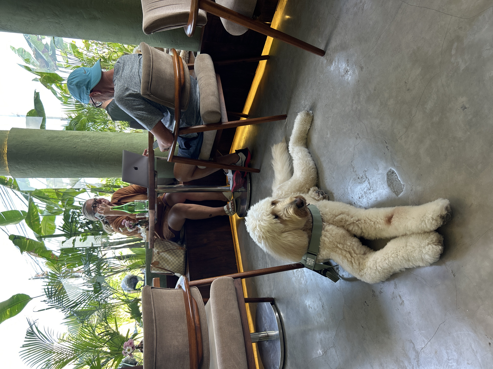 In a bright, open-air cafe in Mengwi, Indonesia, a fluffy white dog, identified by the "HUGO" tag on its harness, rests on the polished concrete floor. The dog is positioned in the foreground, facing right, with its legs splayed out. Behind the dog, two patrons are seated at a table. A woman with blonde hair, wearing glasses and a rust-colored top, is on her phone. A laptop is open on the table in front of her. Beside her, a man with a blue baseball cap and glasses is looking at his phone. The cafe is surrounded by lush, tropical greenery, with large palm leaves visible through the glass enclosure. The interior features minimalist wooden furniture and earthy green pillars. A warm yellow light emanates from a strip along the base of the wall.