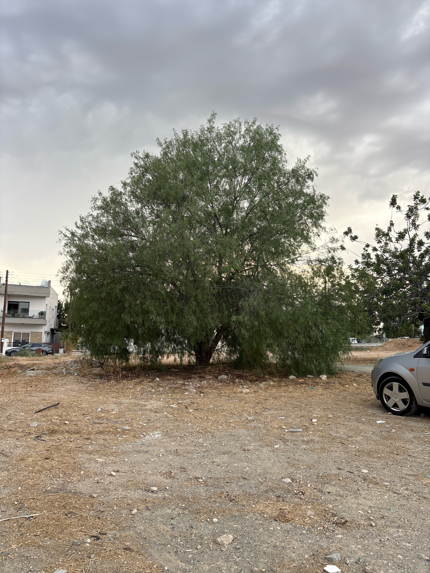 An outdoor, eye-level, full shot captures a large, leafy green tree in the center of the frame. The tree is situated on dry, sandy ground with scattered small rocks and dried vegetation. To the left of the tree, a modern, multi-story white building with balconies is visible, accompanied by two parked cars on a paved surface. On the right side of the frame, a silver car is partially visible, parked on the dirt lot. In the background, more trees and a muted, overcast sky complete the scene. The location is identified as Mesa Geitonia, Cyprus.