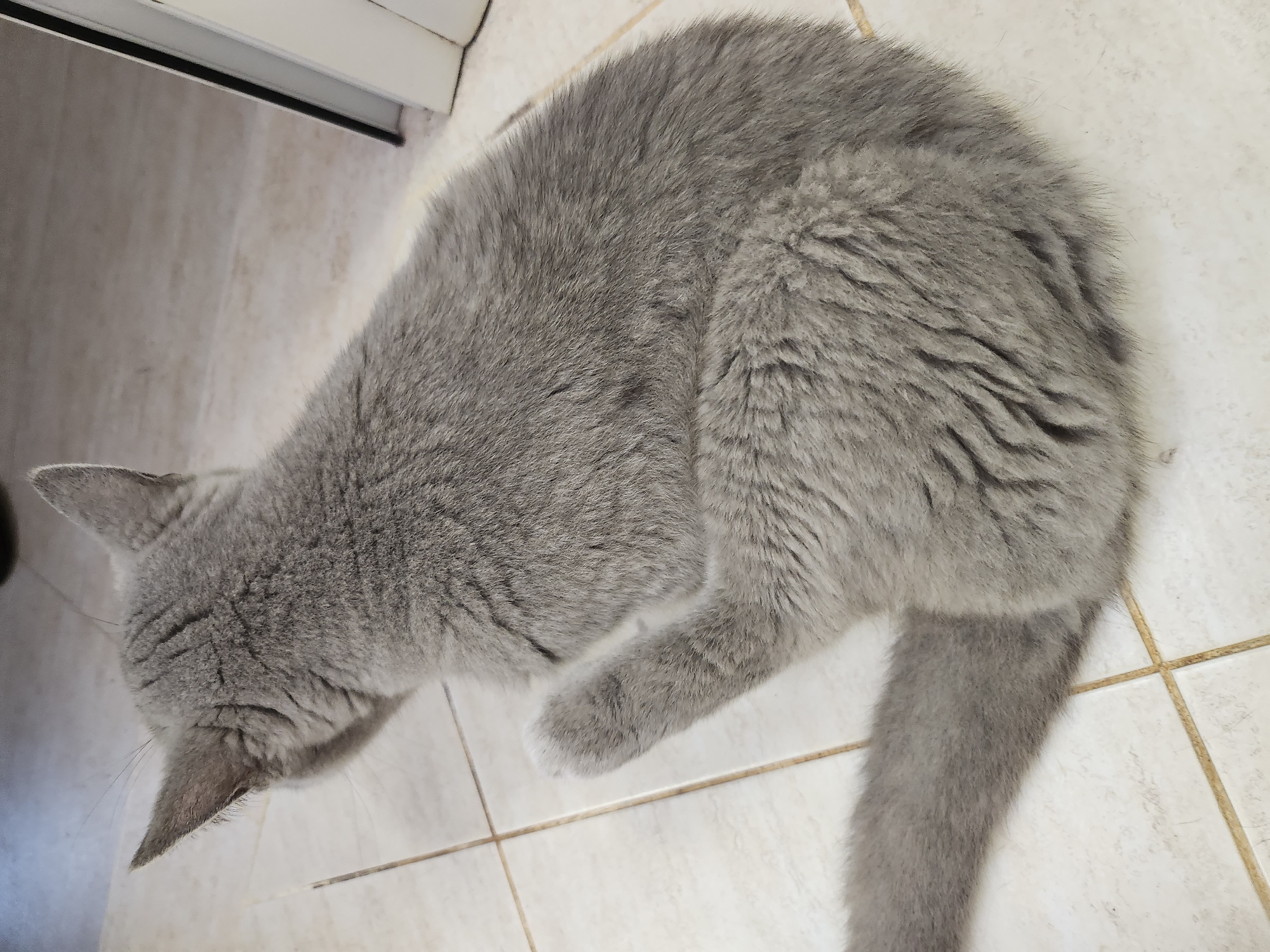 A fluffy, grey cat is sitting on a tiled floor. The cat is facing away from the camera, with its head turned to the left. Its back is to the viewer, and its tail is curled around its body. The floor is made of light-colored square tiles with darker grout lines. In the background, there is a sliver of a white doorframe. The scene is indoors, with the lighting suggesting it could be natural light from a window or artificial light. The image was taken in Tsarevo, Bulgaria.