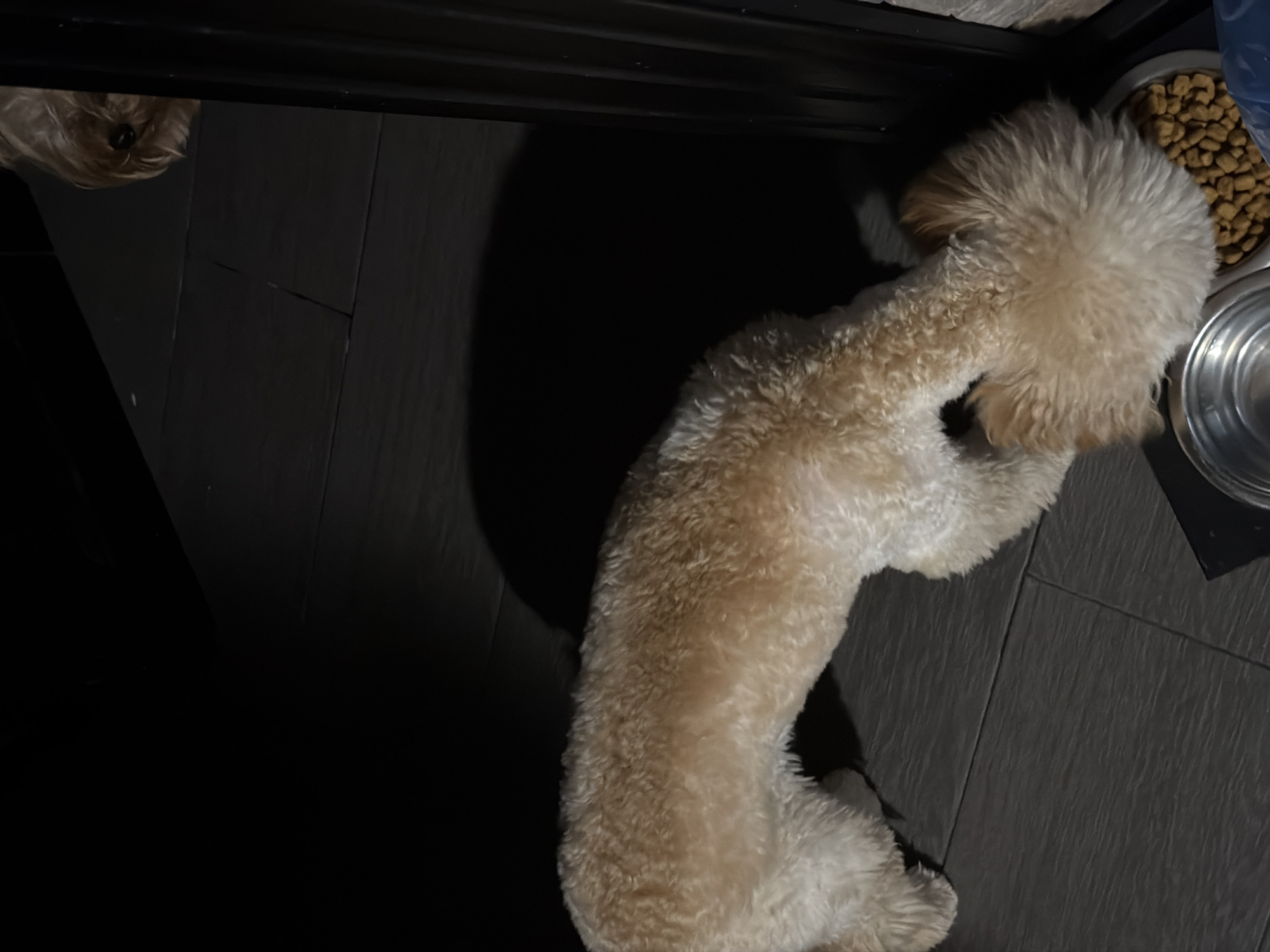 A light brown, curly-haired dog is eating from a bowl of kibble on a dark wood-patterned floor. Another dog, partially visible and lighter in color, is looking into the frame from an upper right corner. The scene is dimly lit, with shadows casting across the floor. The location is not specified in the image.