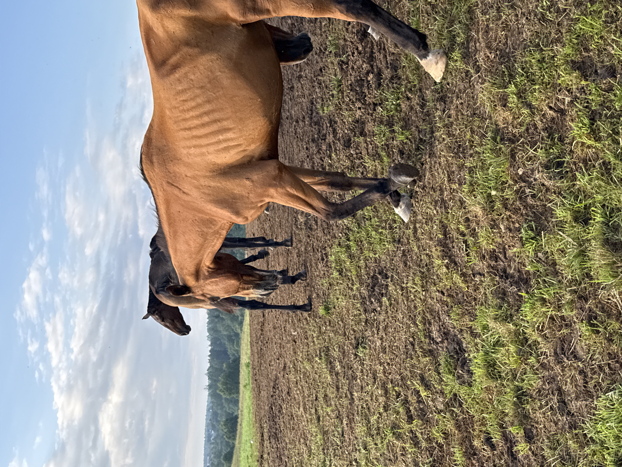 In Bendoriai, Lithuania, two horses are observed in a field under a partly cloudy sky. The horse in the foreground is a light brown color and appears thin, with its ribs visibly prominent. It is positioned to the right of the frame, facing forward and slightly downward as if grazing. The second horse, a dark brown or black color, stands behind and to the left of the first, also facing forward. The ground is a mix of bare, muddy earth and sparse green grass. In the background, a line of trees borders the field, with a few scattered buildings visible beyond the trees. The overall scene depicts a rural setting during daylight hours.