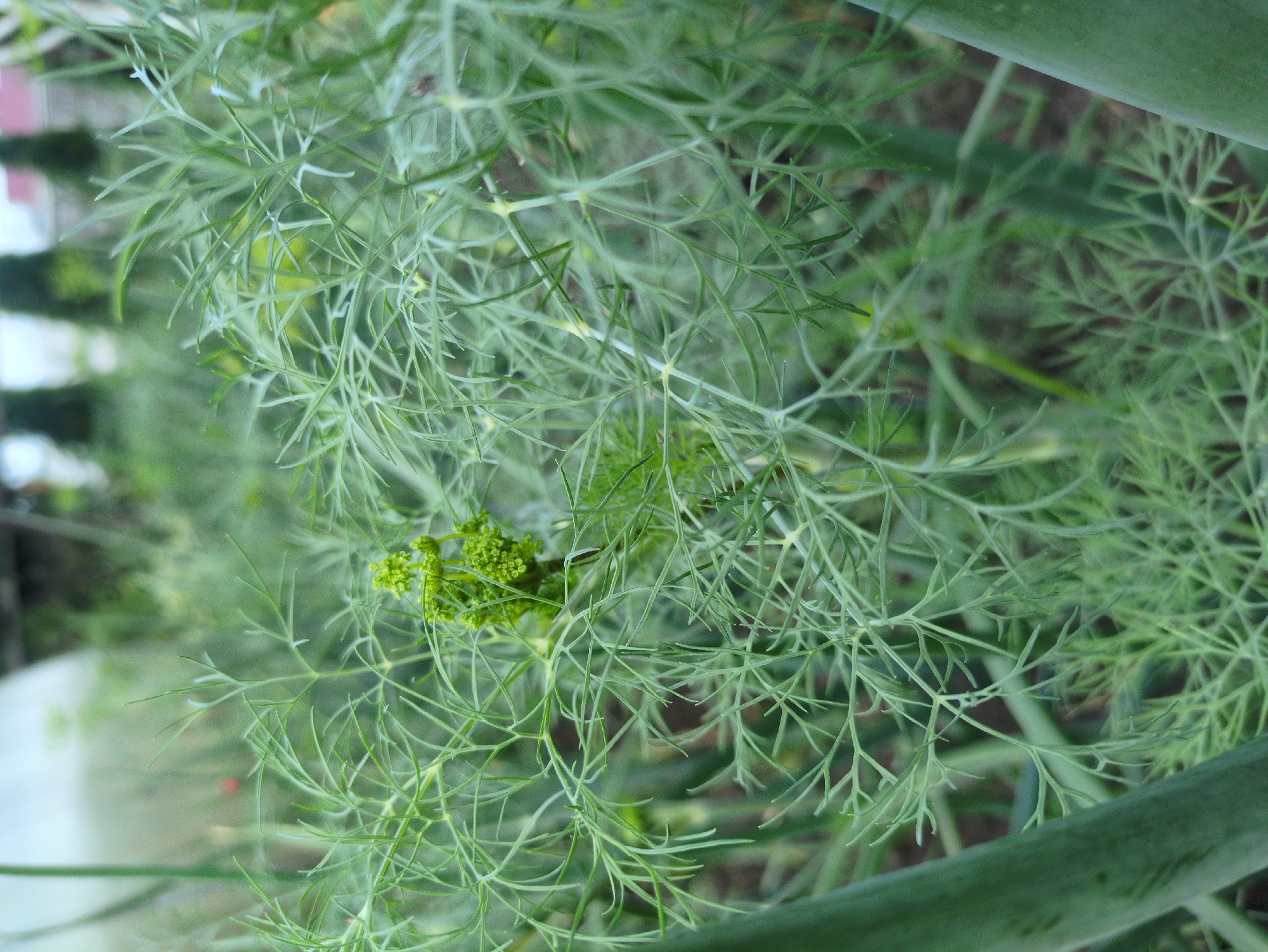 A close-up, eye-level shot captures a cluster of feathery green dill plants in a garden setting. The delicate, fern-like foliage fills most of the frame, with a small, dense cluster of developing dill flowers visible in the center. The background is softly blurred, hinting at other greenery, possibly rows of vegetables, and a hint of a structure, possibly a greenhouse or shed, with a light-colored top and some trees visible in the far distance. The overall impression is one of lush, verdant growth. The scene is located in a garden in Kulebaki, Russia.