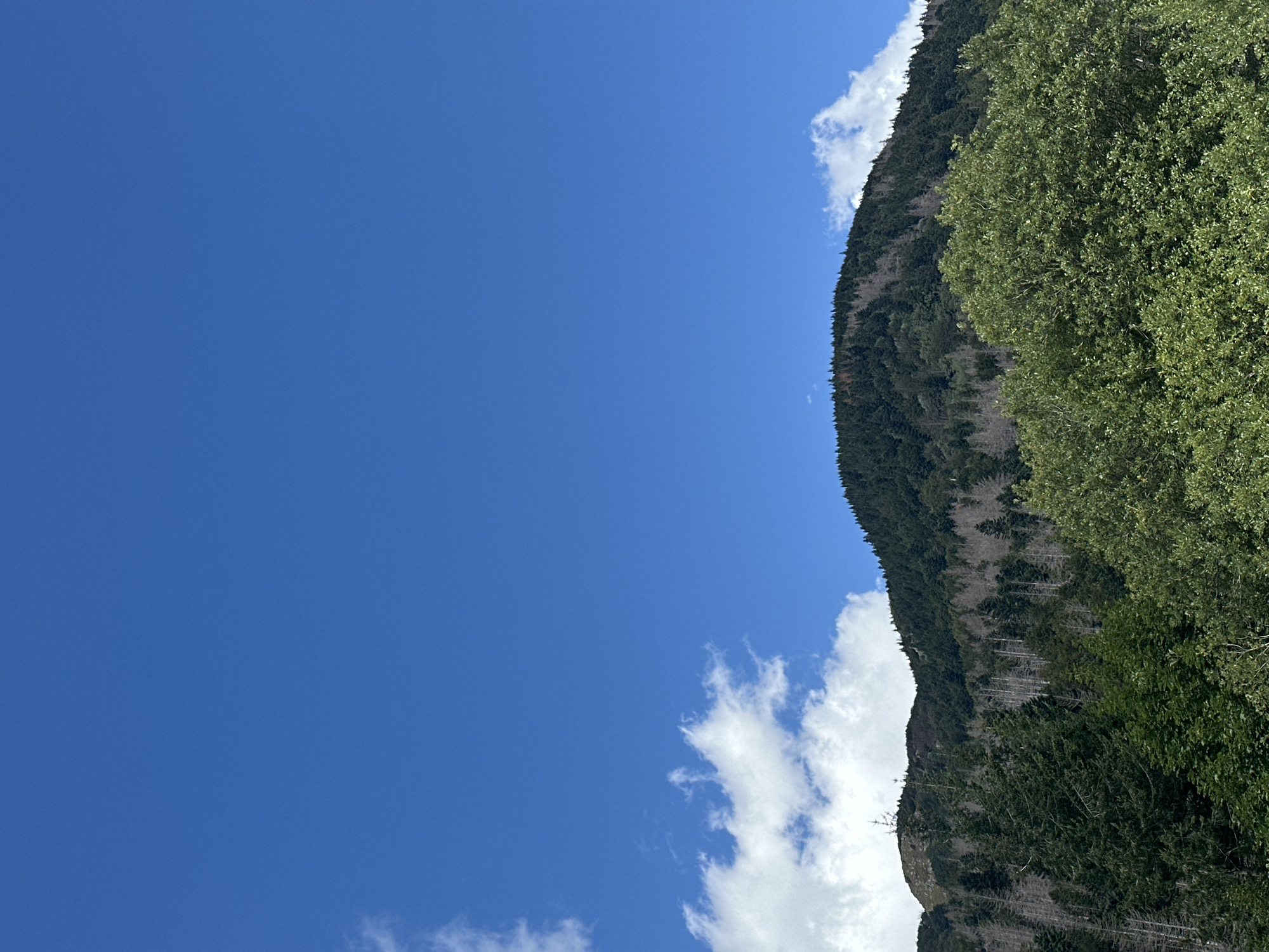 The image shows a landscape scene with a clear blue sky and a mountain covered in trees. In the foreground, there is a dense canopy of green foliage, likely trees and bushes. Behind this, the mountain slopes upward, densely forested with dark green conifers. A portion of the mountain also shows a lighter, barren area with many dead, gray trees, starkly contrasting with the live vegetation. A few white clouds are visible in the upper left and upper right of the sky. The scene is serene and natural, characteristic of mountainous terrain. The location is identified as Corniglio, Italy, suggesting it's a view within or near this municipality. There are no people or specific man-made objects visible in the image, focusing entirely on the natural environment.