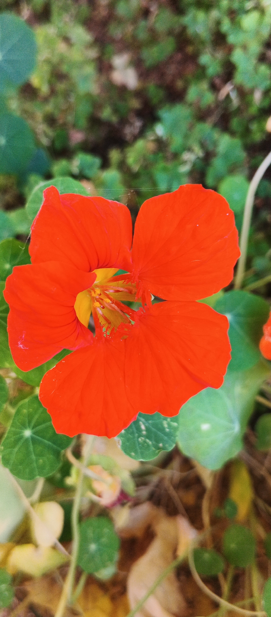 This is a close-up, high-angle, eye-level shot of an orange nasturtium flower in bloom. The flower has five petals, with a bright yellow center. The petals are slightly wavy and appear delicate. The background is a blur of green foliage and brown earthy tones, suggesting an outdoor setting. There are several round, green leaves surrounding the flower, which are characteristic of nasturtiums. A thin strand of spiderweb is visible on the petals of the flower. The lighting appears natural, likely sunlight filtering through leaves. There is no indication of any specific location in the city of Smila, Ukraine, in the image itself.