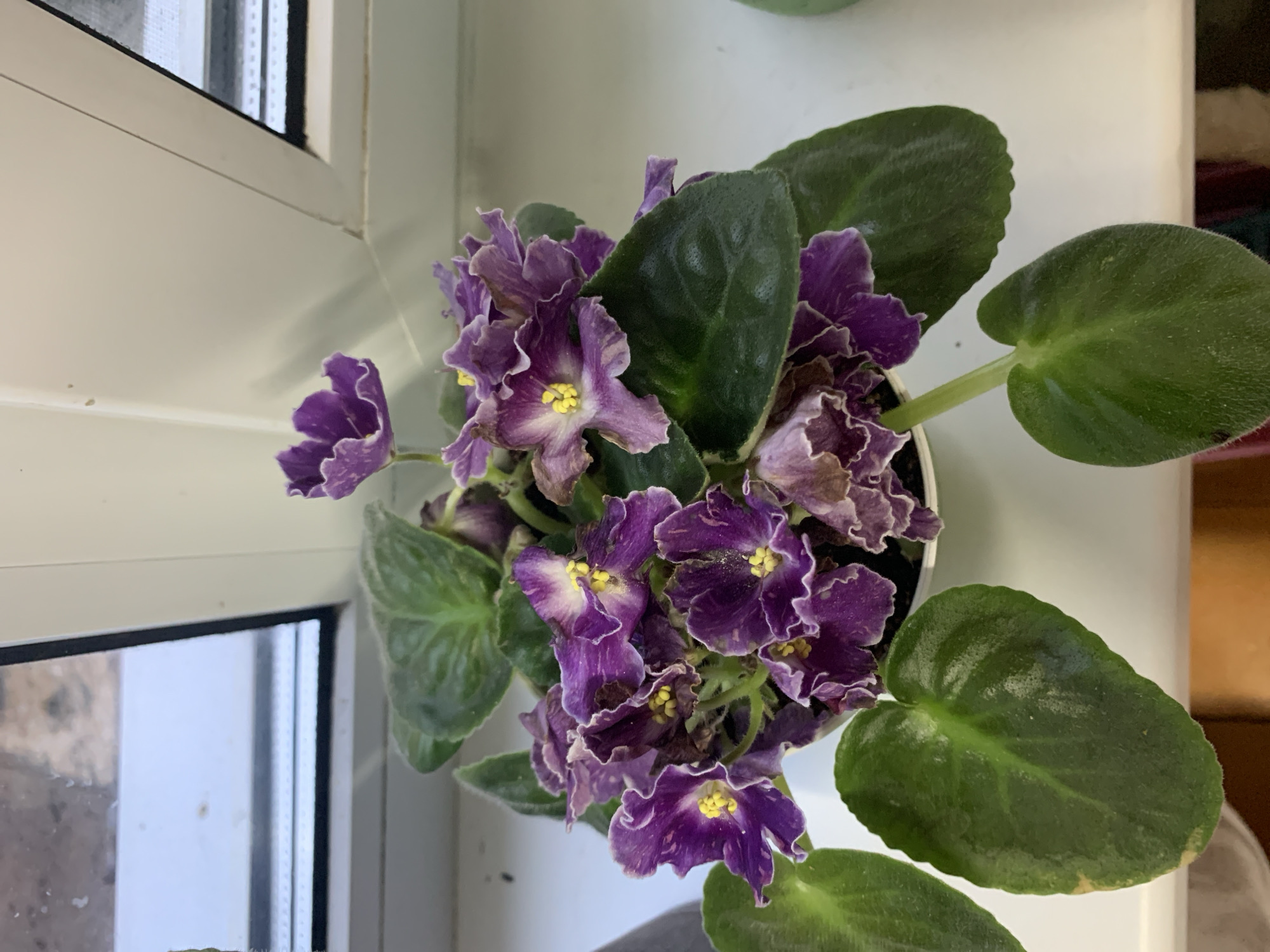 A potted African violet with deep purple and white variegated flowers and green leaves sits on a white windowsill. The plant is in the foreground, with a window frame and pane visible in the background, suggesting an indoor setting. The lighting appears to be natural, coming from the window. There are no people or animals present in the image. The image quality is clear, showing the details of the plant's texture and color. The scene appears to be in a residential setting, possibly an apartment in the city of Yamamovo, Russia.