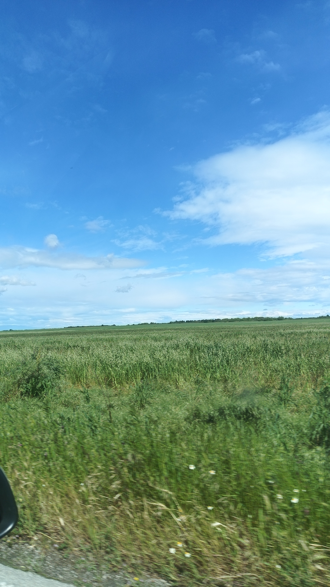 The image shows a rural landscape under a partly cloudy blue sky. A large field of green vegetation dominates the middle ground. A distant treeline is visible on the horizon. In the foreground, roadside vegetation and a portion of a vehicle mirror are present, suggesting the image was taken from a moving car. The location is unspecified; the reference to Bogdanitsa, Bulgaria is unconfirmed and not discernible within the image.