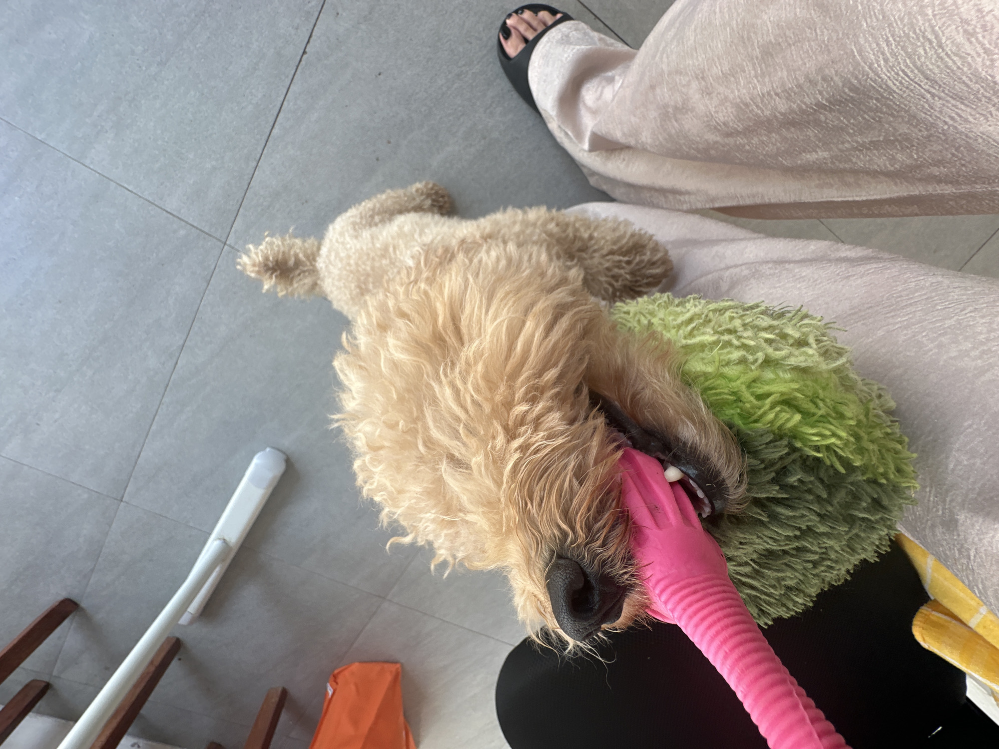 A tan poodle is lying on the floor, playing with a pink chew toy. The poodle is on its side, with its head resting on a green stuffed toy. Its mouth is open, and it is holding the pink toy between its teeth. The poodle's tail is curled up over its back. The floor is made of light gray tiles. In the background, there is a white pole and some wooden furniture. A person's legs are visible on the right side of the image, wearing light pink pants and black sandals. The scene appears to be indoors, possibly in a residential or commercial space. The lighting is bright, suggesting daytime.