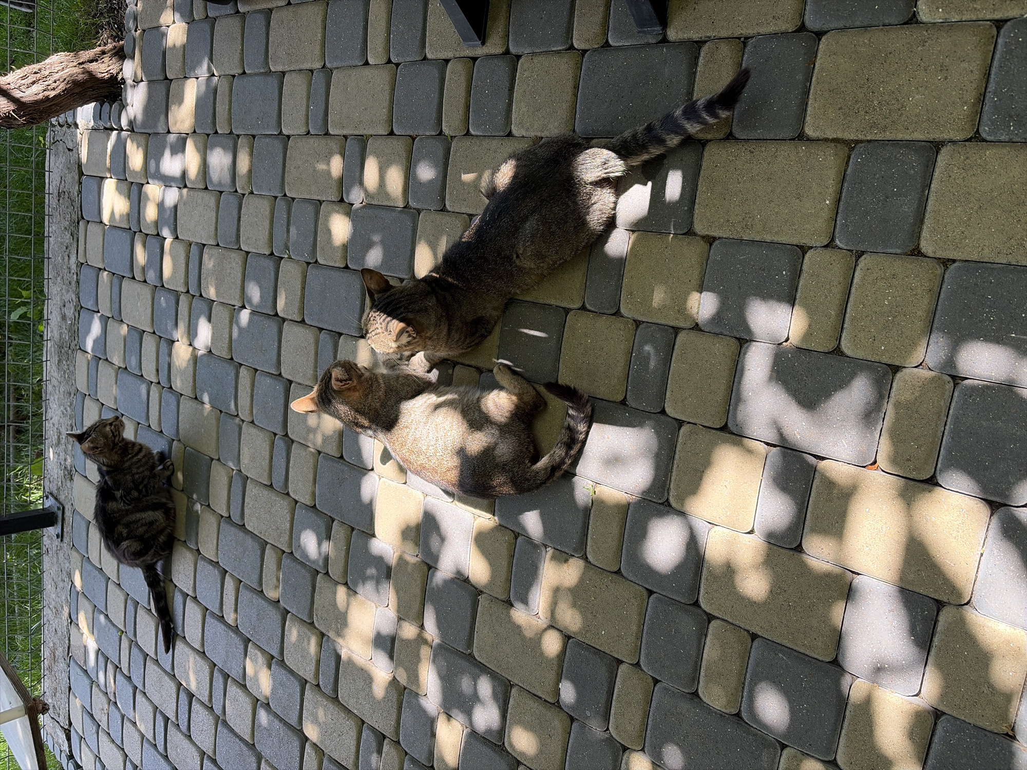 Three domestic cats are pictured on a paved patio area in Oxentea, Moldova. The patio is constructed with interlocked rectangular pavers in alternating shades of grey and tan. Sunlight filters through overhead foliage, casting dappled shadows across the ground. In the foreground, two tabby cats are lying down, facing each other. One cat is on the left, its back to the viewer, with its head turned to the right. The other cat is on the right, facing left, with its body stretched out. A third tabby cat is in the background, further up the patio, also lying down. The cats' coats exhibit typical tabby striping patterns. The environment suggests an outdoor setting, possibly a garden or backyard, with hints of greenery and a fence visible in the background.