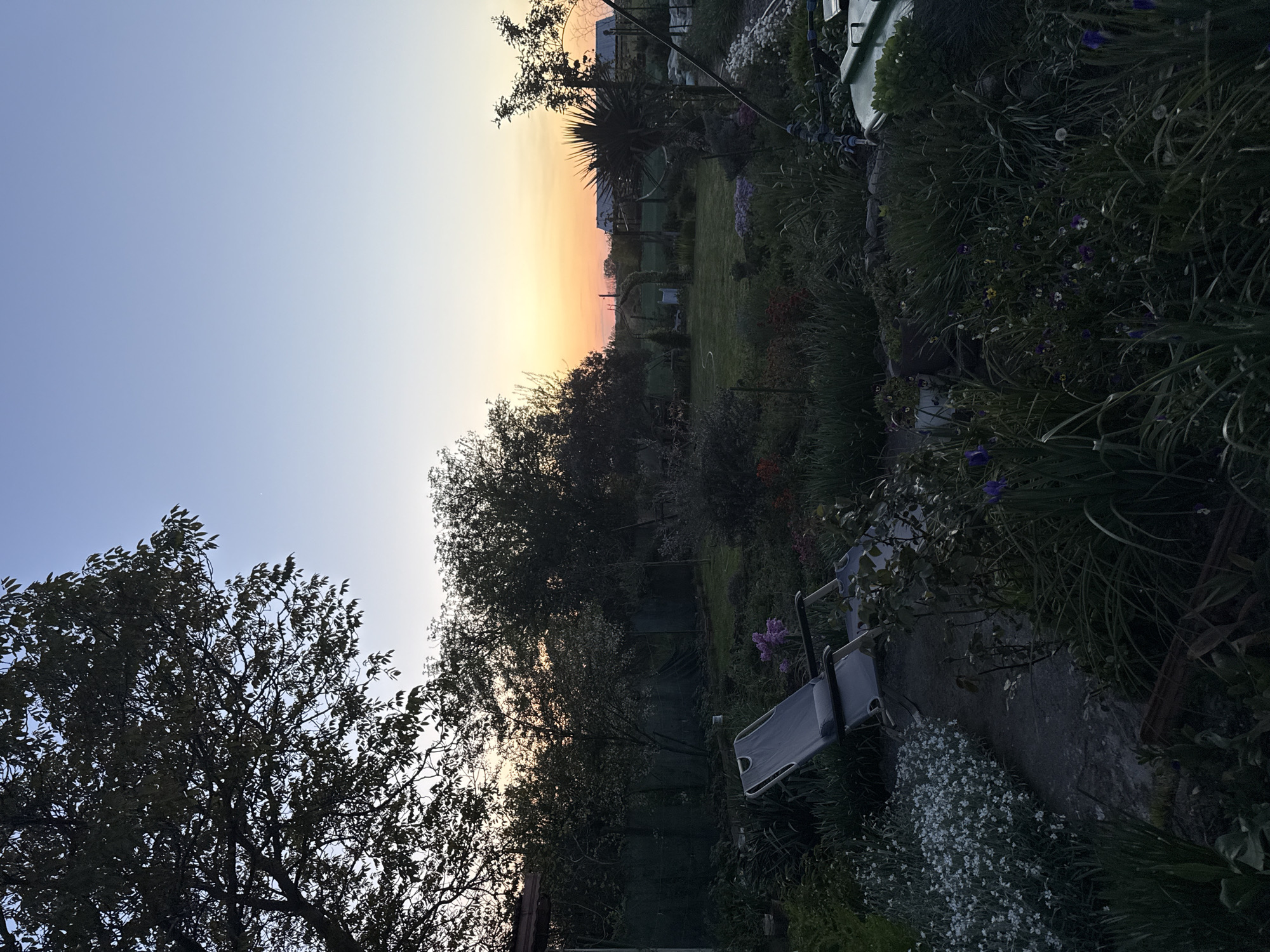 The image captures a serene garden scene at either sunrise or sunset in Generalovo, Bulgaria. The sky dominates the upper portion, displaying a clear gradient from a soft blue on the left to warm hues of orange and yellow towards the right, where the sun is positioned just below the horizon, creating a glowing effect.
In the foreground, a diverse array of garden plants, bushes, and flowers fills the lower sections of the frame. Small white and purple blooms are discernible among the lush green foliage. A light grey sun lounger with a dark frame is visible on the right, placed on what appears to be a paved or concrete surface.
The middle ground is characterized by a dense collection of trees and bushes, largely silhouetted against the bright sky, emphasizing their dark, intricate forms. A patch of green lawn is visible further into the garden. In the distance, towards the horizon, a structure resembling a greenhouse or shed can be faintly seen, partially obscured by the distant trees and the radiant sky.
The overall lighting is soft and warm, casting long shadows and creating a peaceful, tranquil atmosphere. There are no people visible, and no specific activity is taking place. No discernible text is present in the image.