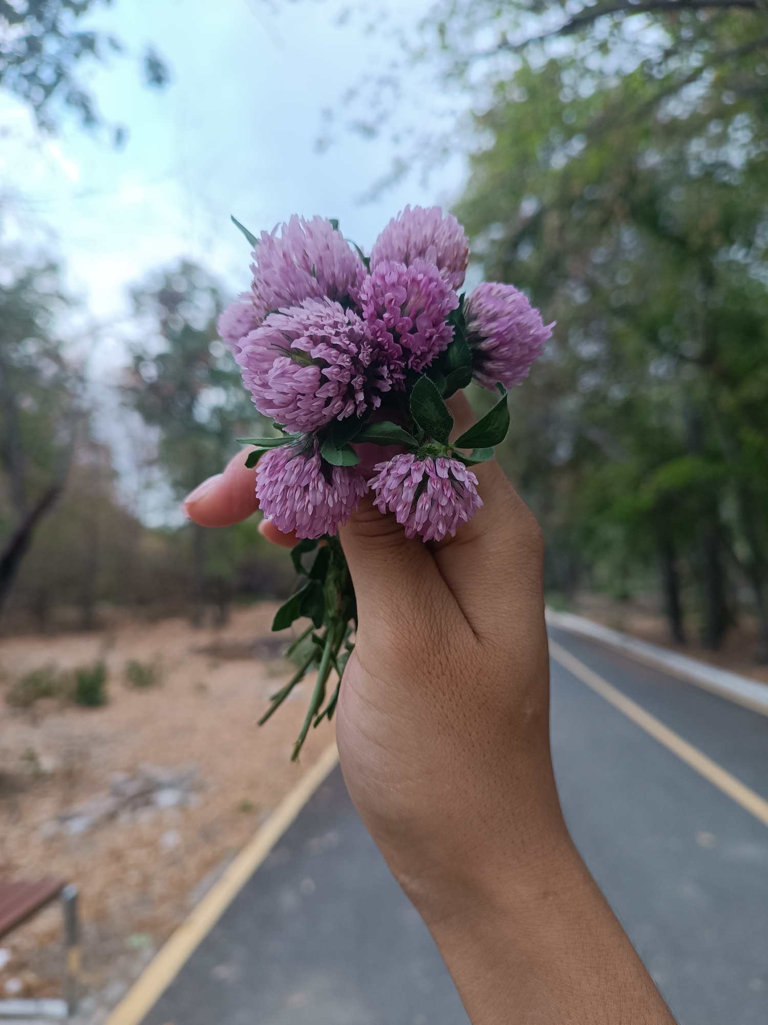 A close-up shot shows a person's hand holding a small bouquet of purple clover flowers. The hand is positioned in the foreground, with the flowers held loosely. The background is blurred, suggesting an outdoor environment with trees and a paved path. The path has a yellow line marking its edge. The sky above is overcast. The scene does not provide any specific visual cues to determine the location within Bishkek City, Kyrgyzstan.
