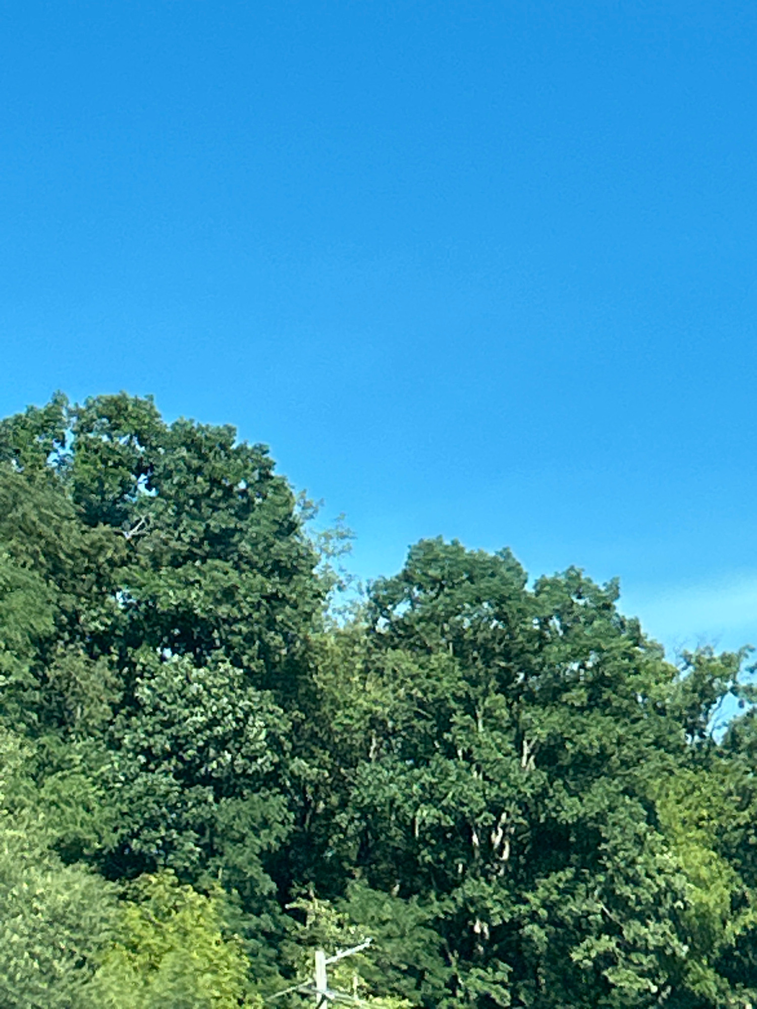 The image shows a dense canopy of green trees against a clear blue sky. There are no people or identifiable objects in the scene, other than a portion of what appears to be a wooden utility pole or similar structure visible at the bottom center of the frame. The photograph appears to be taken from a low angle, looking upwards into the trees and sky. The lighting suggests it is daytime, with the sun likely overhead. The overall impression is one of lush greenery and a bright, cloudless day. There is no information in the image to suggest a specific location within Pittsburgh, United States of America.