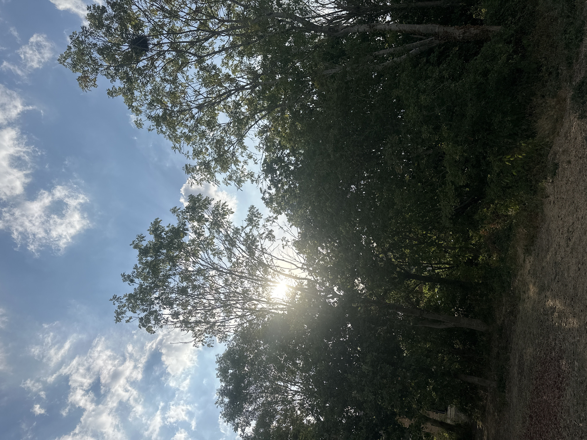 The image depicts a scene dominated by trees and the sky. The sun is visible, peeking through the leaves of the trees, casting rays of light. The sky is blue with scattered white clouds. The foreground shows a rough, unpaved ground surface with some scattered debris. The overall impression is that of a natural outdoor setting. While the image provides a visual representation of the environment, it does not contain enough information to identify a specific location in Milton Keynes, United Kingdom, nor does it show any people, objects, or actions that would allow for a more detailed, forensic description.