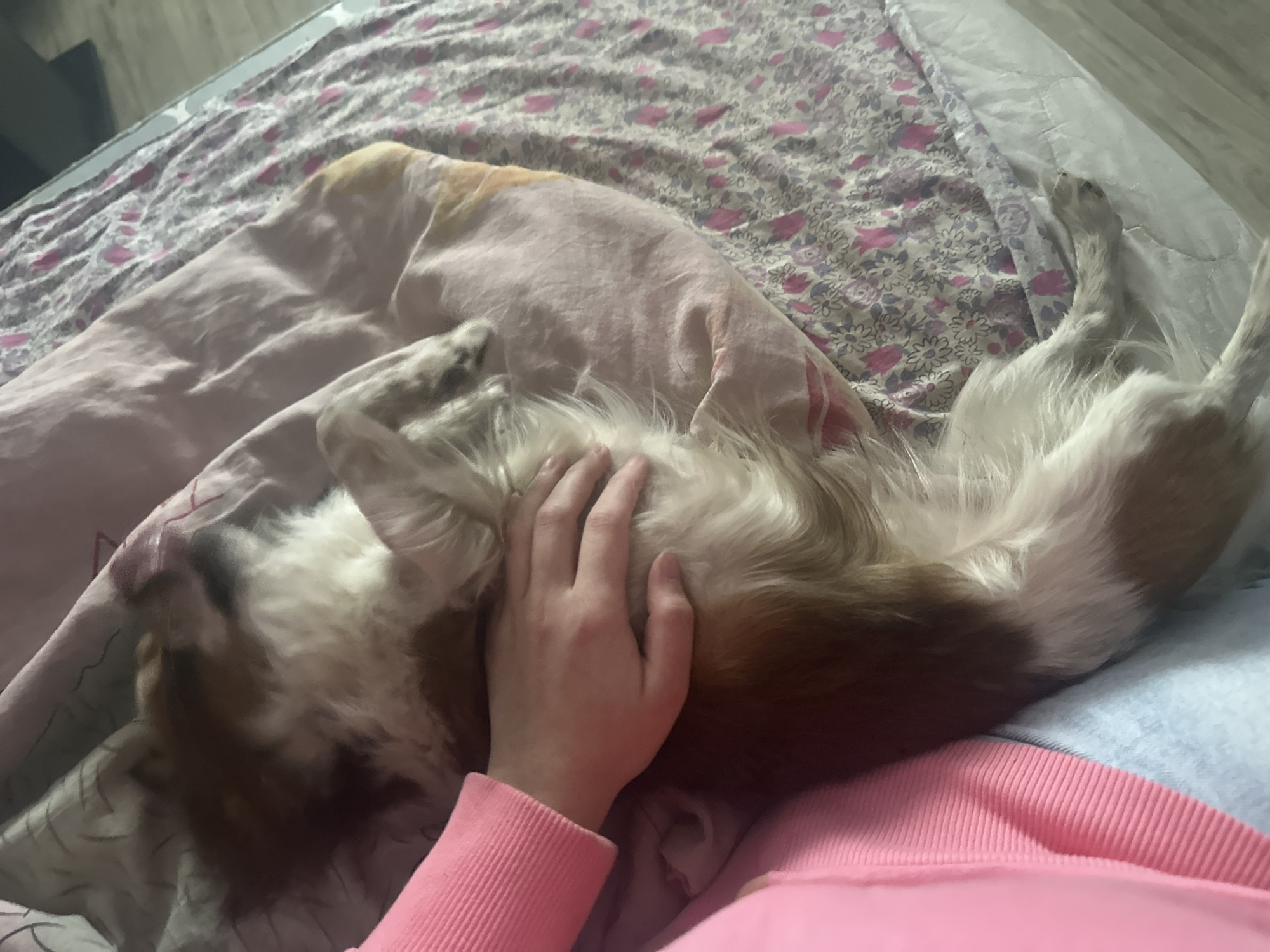 A human hand rests on the chest of a brown and white dog. The dog lays on its back. The dog is lying on a bed that is covered with blankets. A person is wearing a pink sweater. The scene appears to be indoors, possibly in a residential setting. There is no evidence suggesting this is in Moscow, Russia.
