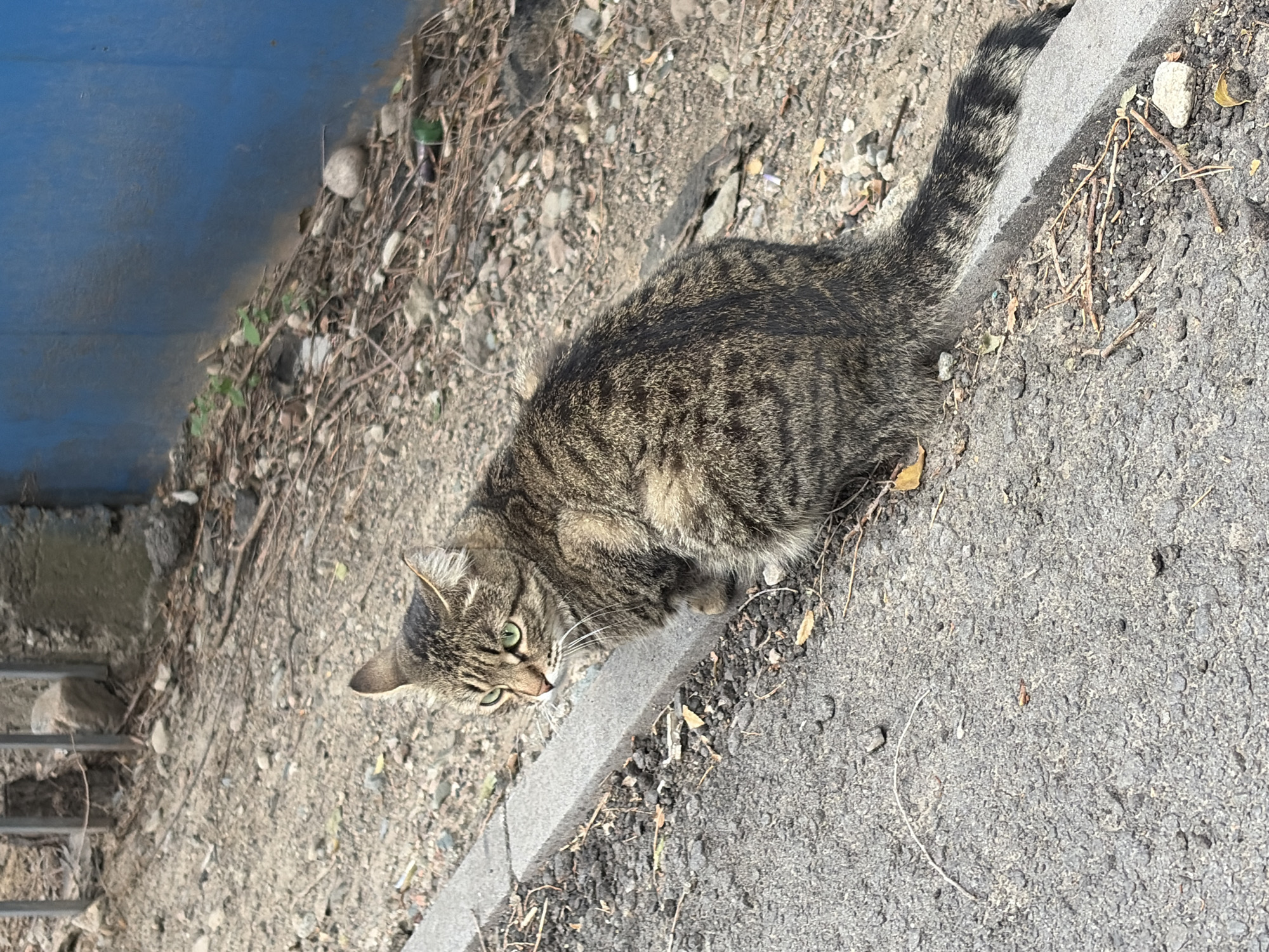 A tabby cat with green eyes sits on a gray concrete curb on the side of an asphalt road. The cat is facing left, with its body angled slightly towards the viewer. Its fur is a mix of brown, black, and gray stripes. Behind the cat, there is a gravelly area with small rocks, dried leaves, and twigs. A blue wall is visible in the background, and a metal fence is partially visible on the left side of the image. The scene appears to be an outdoor environment in Almaty, Kazakhstan, possibly a residential street or a park.