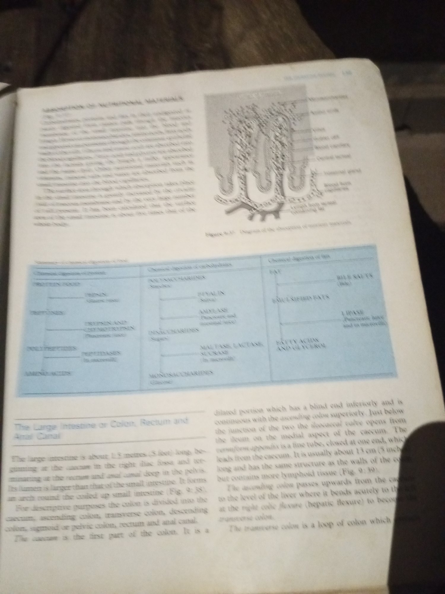 The image shows a page from a textbook, likely related to biology or anatomy. The page has text and diagrams. One diagram depicts villi and microvilli, structures found in the small intestine. Below the diagram is a table summarizing the chemical digestion of food. The text discusses the large intestine, rectum, and anal canal, describing their anatomy and function. The overall impression is an educational resource illustrating digestive system processes. There are no identifiable elements indicating a specific city or location.