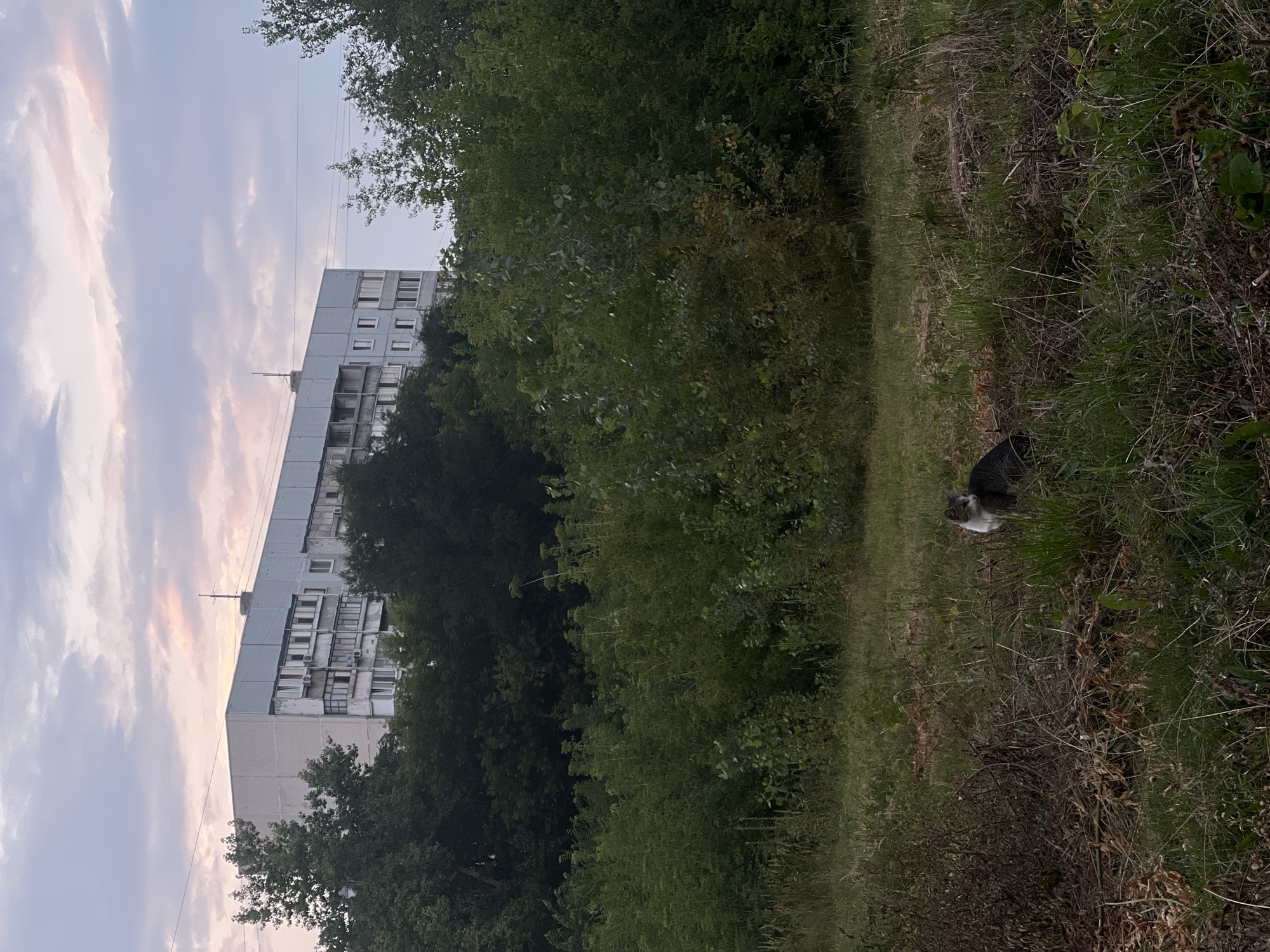 The image depicts an outdoor scene with a cat in the foreground. The cat is a tabby with white markings and is looking to the right. Behind the cat, there is a patch of dry brush and tall grass. Further back, a dense green forest stretches across the middle ground. In the background, a tall, multi-story apartment building, typical of Soviet-era architecture, is visible. The sky above is cloudy with hints of pink and orange, suggesting either sunrise or sunset. The scene appears to be a natural or semi-natural area adjacent to a residential urban environment. There is no visible indication of specific location within the city of Ulyanovsk, Russia.