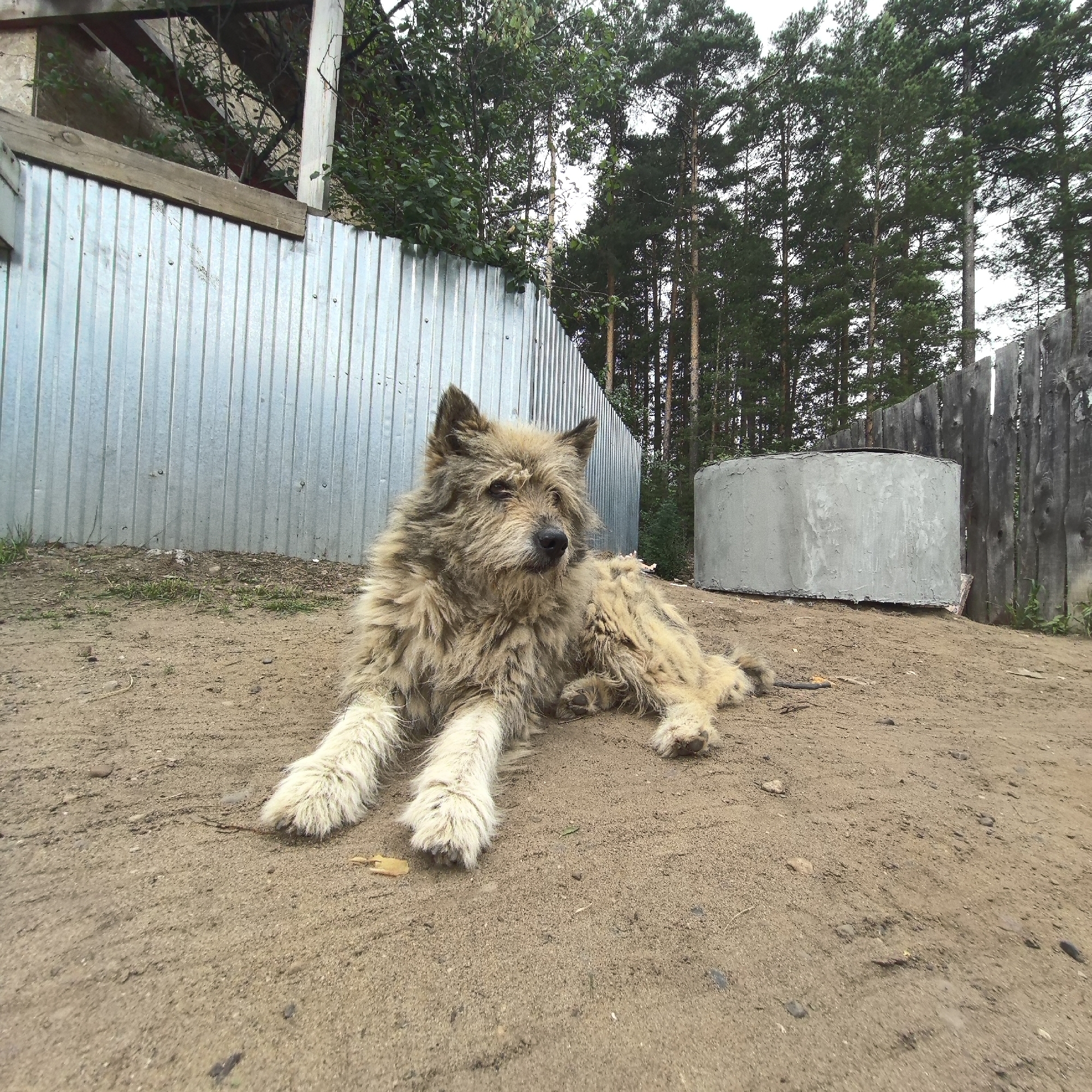 A shaggy, light brown dog with a rough coat lies on sandy ground, facing left with its head turned towards the viewer. The dog's eyes are partially closed, and it appears relaxed. Its front paws are extended forward, and its hind legs are tucked beneath it. The background features a corrugated metal fence on the left, a wooden fence on the right, and a line of tall pine trees behind them. A cylindrical concrete structure sits on the ground to the right of the dog. The scene appears to be outdoors in a somewhat rural or industrial setting, possibly a yard or an undeveloped area. The lighting suggests it is daytime, and the overcast sky, indicated by the diffuse light and lack of strong shadows, hints at cloudy weather. No visible text is present in the image.