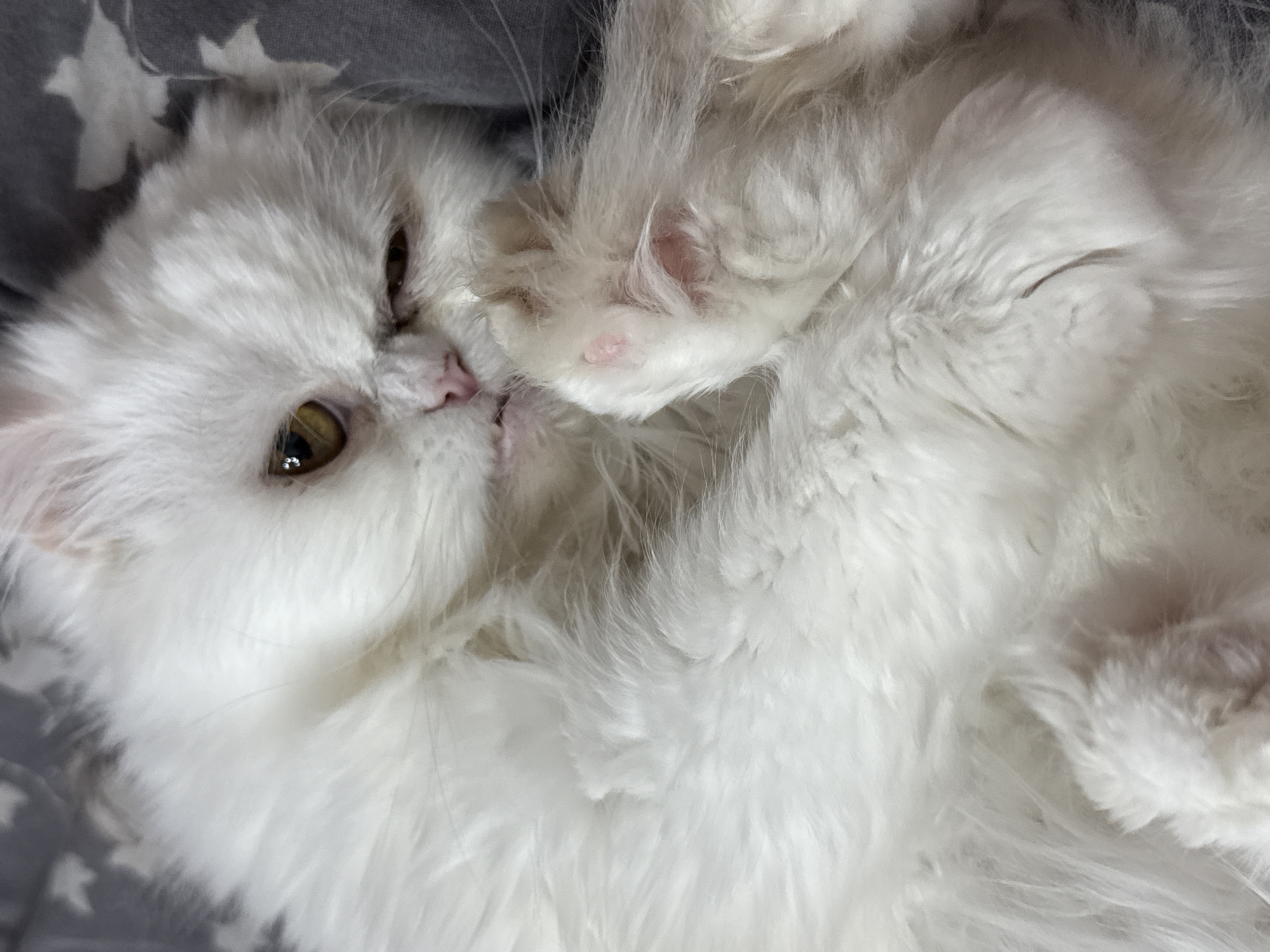 A close-up captures a fluffy, white cat lying on its back. The cat has golden eyes, a pink nose, and a pink paw. A gray fabric with a white pattern is visible beneath the cat. There is no indication that the image was taken in Burgas, Bulgaria.