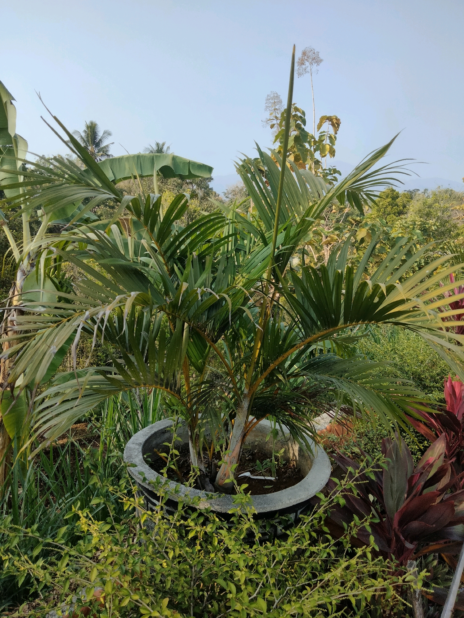 A medium shot captures a potted Areca palm plant in the foreground, positioned within a concrete planter. The palm, with its characteristic arching fronds, dominates the center of the frame. Behind the palm, a dense arrangement of green foliage is visible, with hints of red-leaved plants on the right side of the image. In the background, a clear sky stretches above a lush green landscape, suggesting an outdoor setting. The overall impression is one of a tranquil garden or park, possibly in Sawahan, Indonesia, given the presence of tropical vegetation. No people are present in the image.