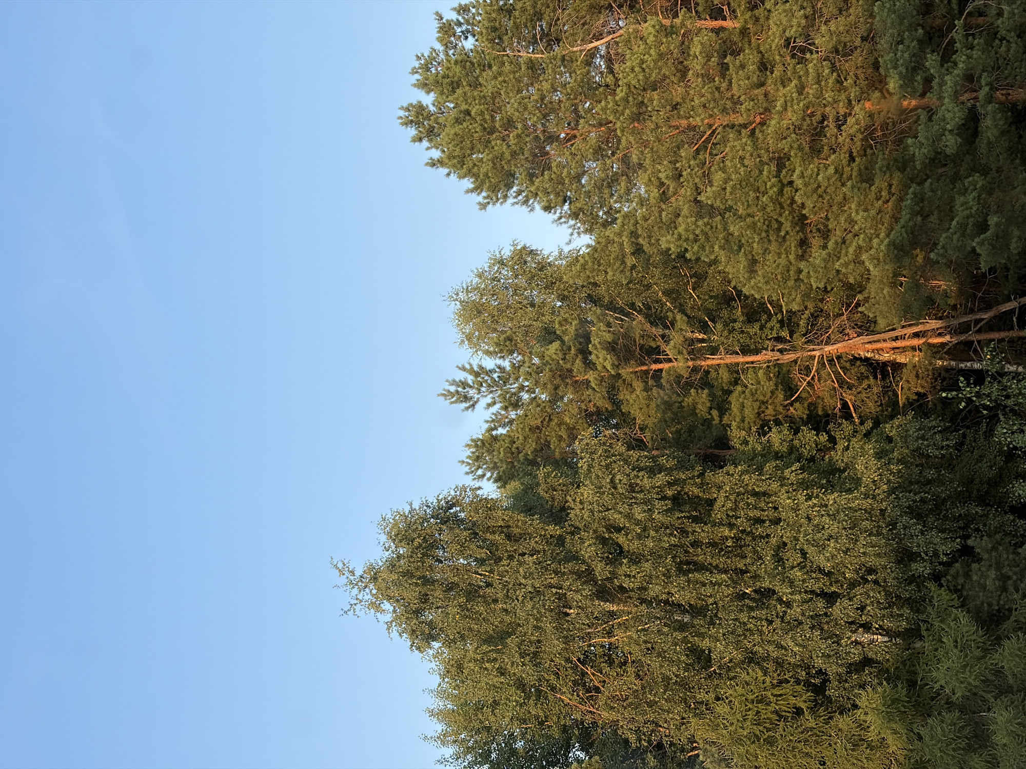 The image depicts a dense forest canopy against a clear, pale blue sky, suggesting an outdoor natural environment. The trees are predominantly coniferous, with lush green needles and rough bark, interspersed with a few deciduous trees displaying lighter green foliage. The sunlight illuminates the trees from the side, casting a warm glow and highlighting the textures of the branches and leaves. The lower portion of the image is filled with the tops of the trees, creating a layered effect. The scene appears tranquil and undisturbed. The location is specified as Noviy, Russia.
