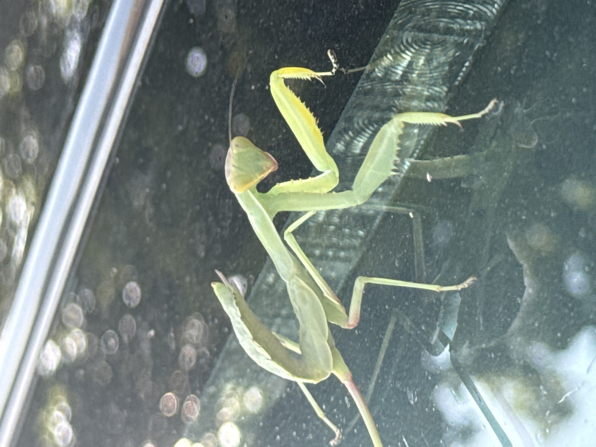 A light green praying mantis is perched on a dark, reflective surface, possibly a car windshield, given the blurred background lights. The mantis is in a horizontal position, with its body bent in the middle. Its forelegs are raised, with the left foreleg extended forward and its spines clearly visible. The mantis's head is triangular with prominent eyes. The background shows a blurry bokeh effect, suggesting an outdoor environment with distant lights. The surface it is on appears to be dirty or wet, with visible smudges and circular water spots. The scene is captured in a close-up shot, focusing on the insect.