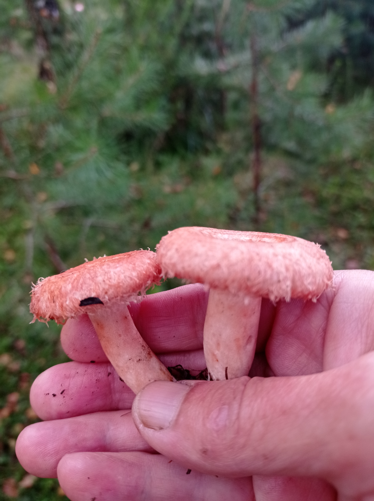 In a close-up shot, a person's hand is holding two small, pinkish-orange mushrooms. The mushrooms have textured caps with fuzzy edges and light-colored stems. One mushroom has a small dark mark on its cap. The hand, with visible fingerprints and specks of dirt, is positioned in the foreground. The background is blurred, showing green pine needles and some fallen leaves, suggesting an outdoor, likely forested, environment. The image does not provide any specific information or visual cues that would allow for the determination of its location in the city of Degtyarsk, Russia.