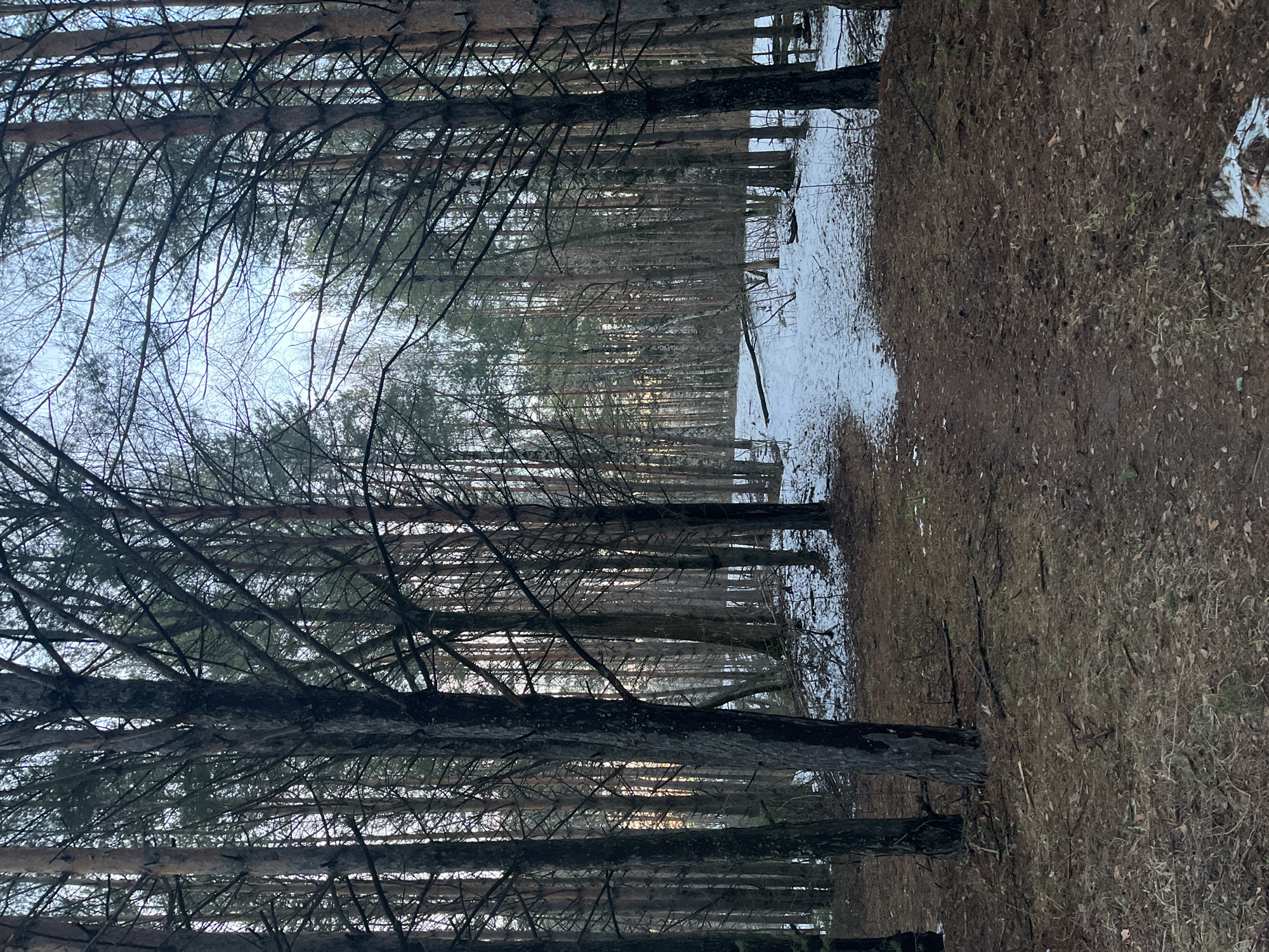 The image depicts a winter forest scene, likely located in or near Chaikovsky, Russia, given the request. The foreground features a dense grouping of coniferous trees with bare branches reaching towards the sky. The ground is covered with a mixture of fallen leaves, pine needles, and patches of snow. A narrow strip of snow-covered ground extends into the midground, separating the dense tree line from a further expanse of forest. The background suggests a continuation of the forest, with trees blurring into the distance under an overcast sky. There are no people or animals visible in the scene. The overall impression is of a quiet, cold, and slightly desolate forest environment.