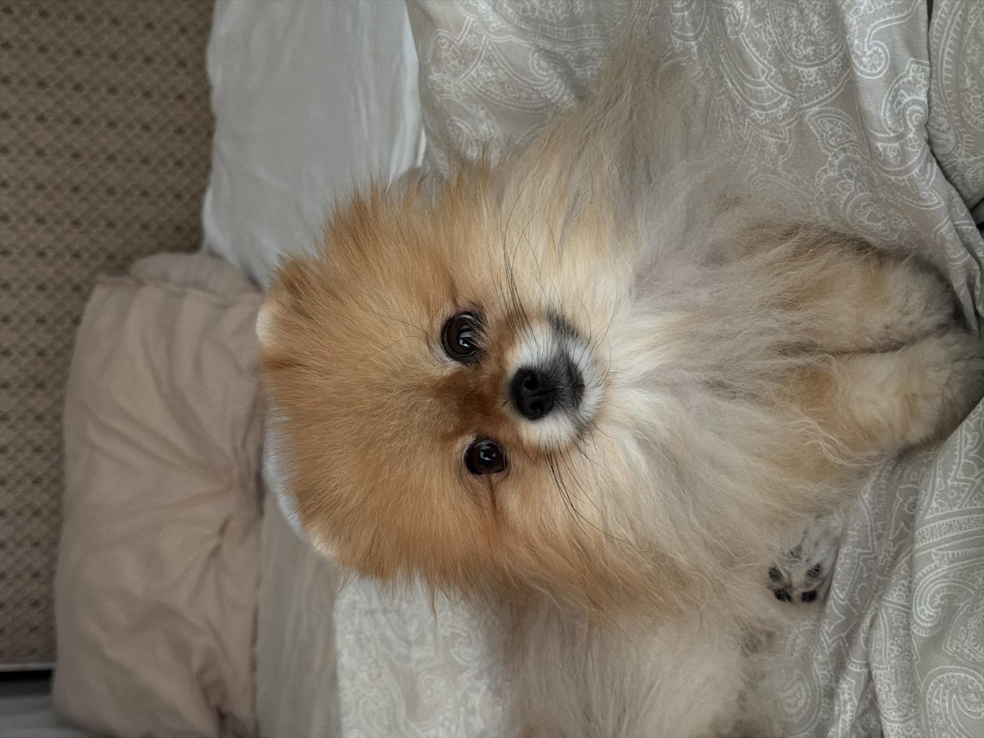 An indoor, eye-level shot captures a small, fluffy dog, likely a Pomeranian, lying comfortably on a bed in Khimki, Russia. The dog, predominantly light brown or sable with cream-colored underparts, looks directly at the camera with wide, dark, attentive eyes and a small black nose. Its dense, soft fur frames its face, with delicate whiskers visible.
The dog is positioned on light-colored bedding. To the dog's right and underneath, there's a light grey pillow or duvet cover with a subtle white paisley pattern. To the dog's left, another lighter, solid-colored pillow or blanket is visible. A textured, possibly carpeted or fabric-covered floor or surface can be seen in the upper left corner of the frame.
The dog appears relaxed and curious, making eye contact with the viewer. The lighting suggests daytime, creating a soft and gentle atmosphere. No specific time of day, weather, or visible text can be determined from the image, aside from the general indoor setting. The image evokes a feeling of warmth and affection towards the pet.