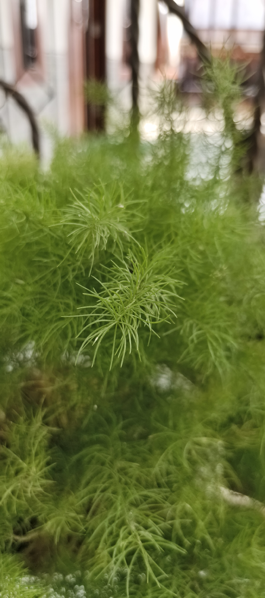 A close-up, vertical shot focuses on the feathery, bright green fronds of a plant, likely an asparagus fern, set against a softly blurred background of muted colors and shapes suggesting an indoor environment with natural light. The plant occupies the majority of the frame, with its fine, needle-like leaves creating a dense, textured canopy. The background hints at wooden structures and windows, possibly within a home or establishment in Muaro Jambi, Indonesia. There are no people or discernible actions depicted.