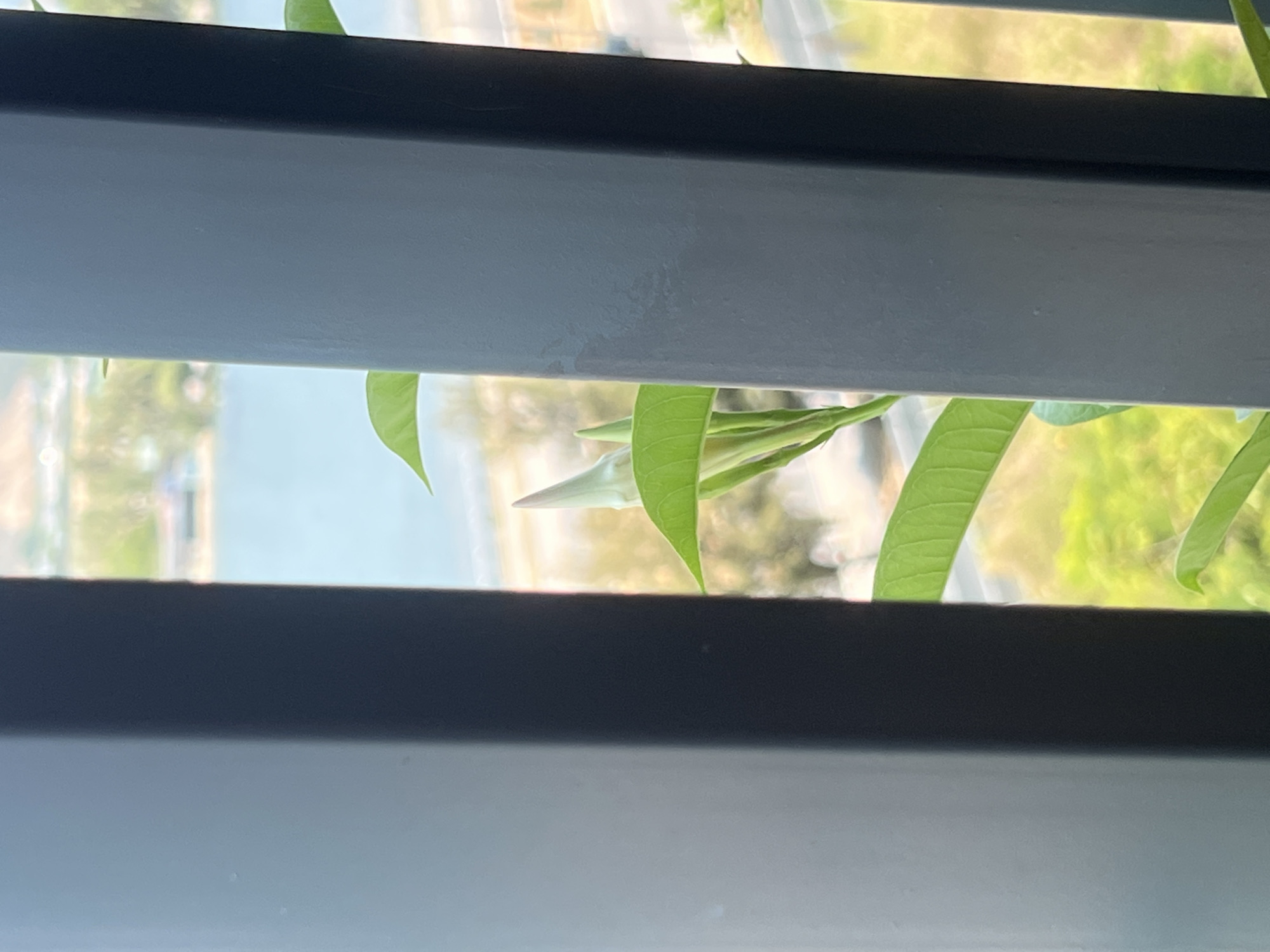 A close-up image shows green plant leaves seen through the horizontal bars of a gray window blind. Outside the window, a blurred cityscape is visible, suggesting a view of the city of Nam Natural Heritage Area Trang, Vietnam.
