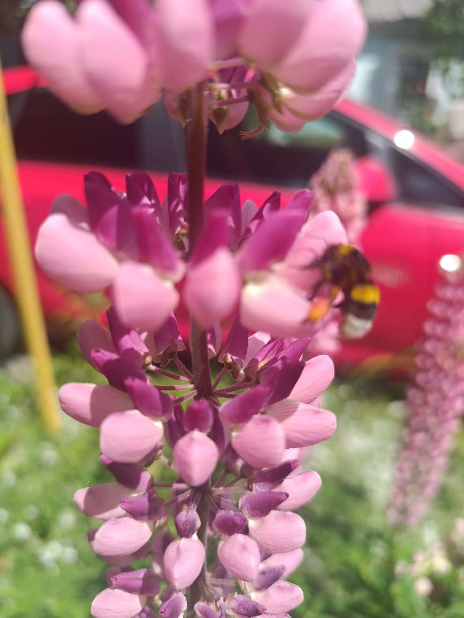 The image shows a close-up of a pink and purple lupine flower in Ostrogorka, Russia. A bumblebee is visible on the flower. In the background, a red car is parked. The environment appears to be a garden or yard, with green grass and other flowers visible. The lighting suggests it is daytime.
