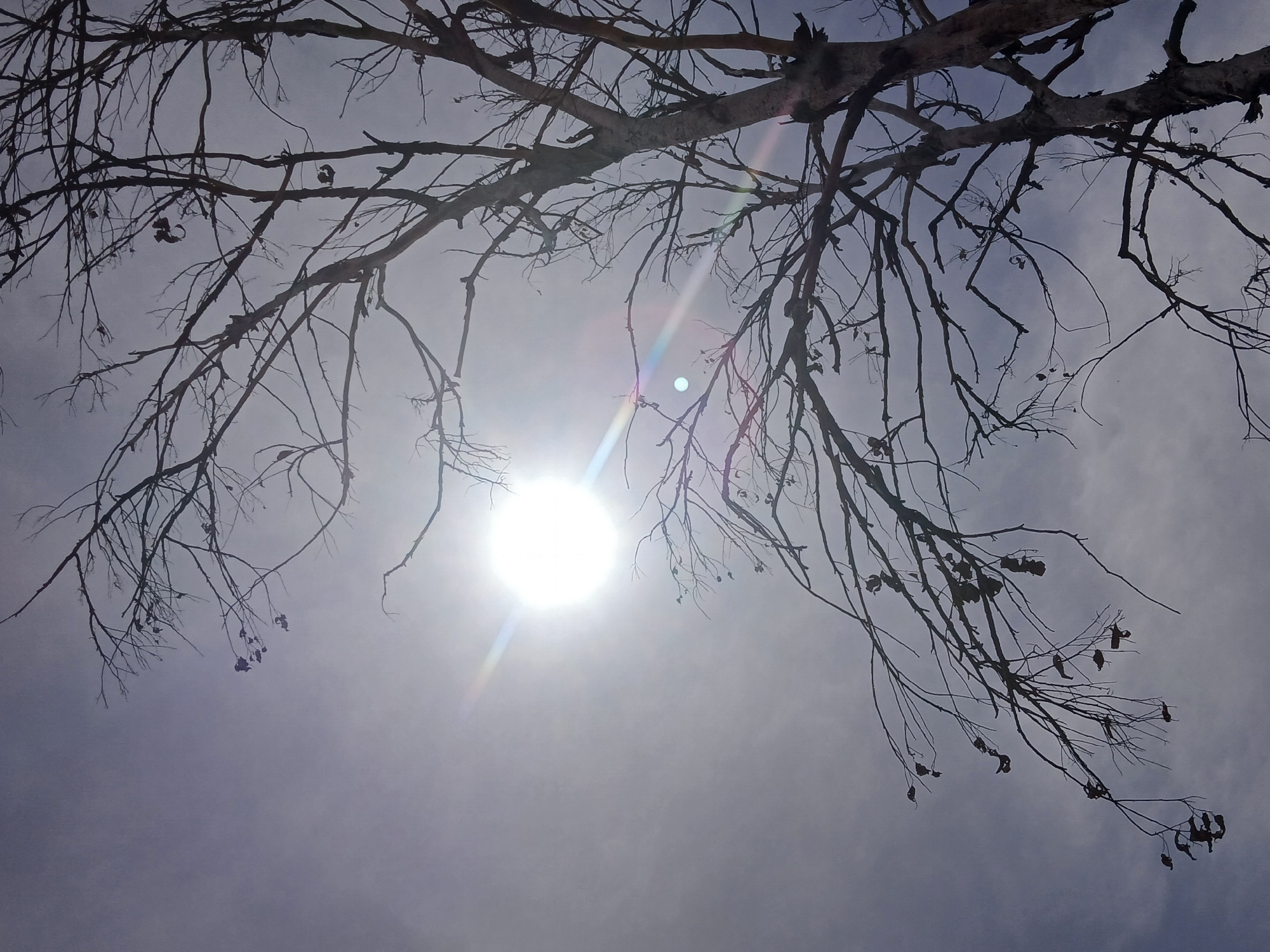 The image is a low-angle shot of tree branches against a bright, overcast sky with the sun visible. The branches are mostly bare, with a few dead leaves still attached. There are no people or other subjects visible. The image was taken outdoors in an unknown location in Ciudad Guayana, Venezuela.