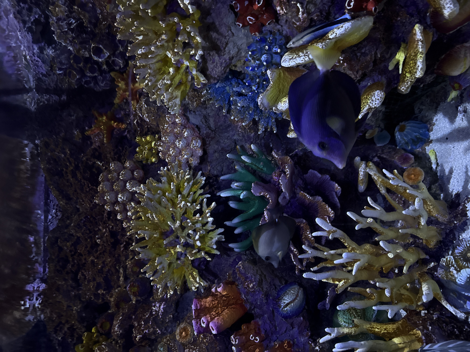 The image depicts a vibrant coral reef aquarium. The reef is populated with various colorful corals, including yellow branching corals, purple tubular sponges, and green anemone-like structures. Several fish are visible, including a purple tang with a yellow tail, a smaller grey fish, and a striped blue and yellow fish partially obscured. The environment is dimly lit, creating an atmospheric underwater scene. The image's focus is on the diverse marine life and the intricate details of the coral formations. The location is an aquarium in Tashkent, Uzbekistan.